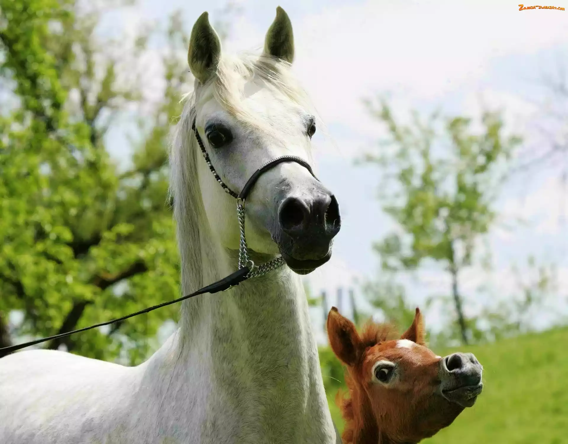 Araby, Klacz, Źrebak