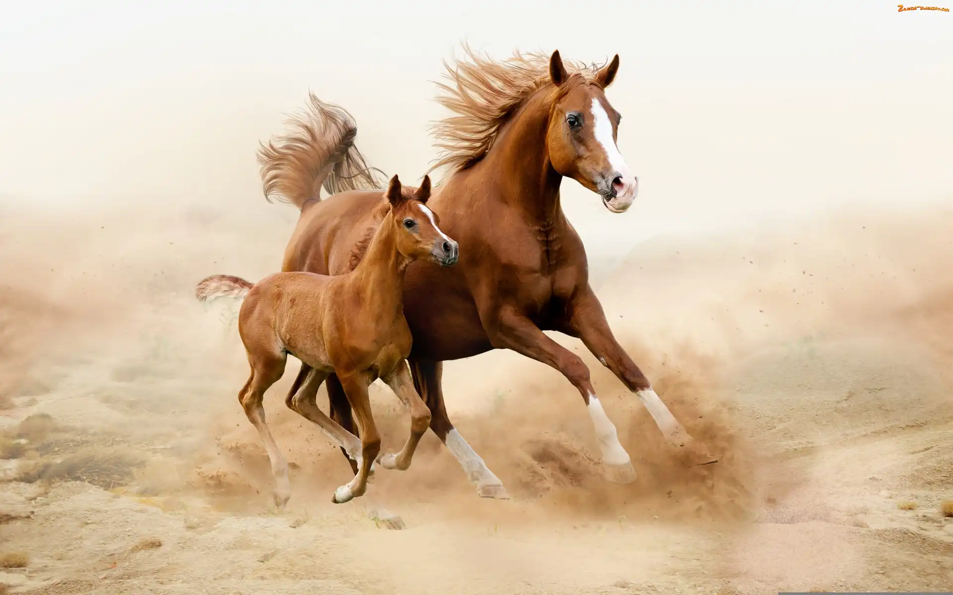 Źrebie, Galop, Klacz, Konie