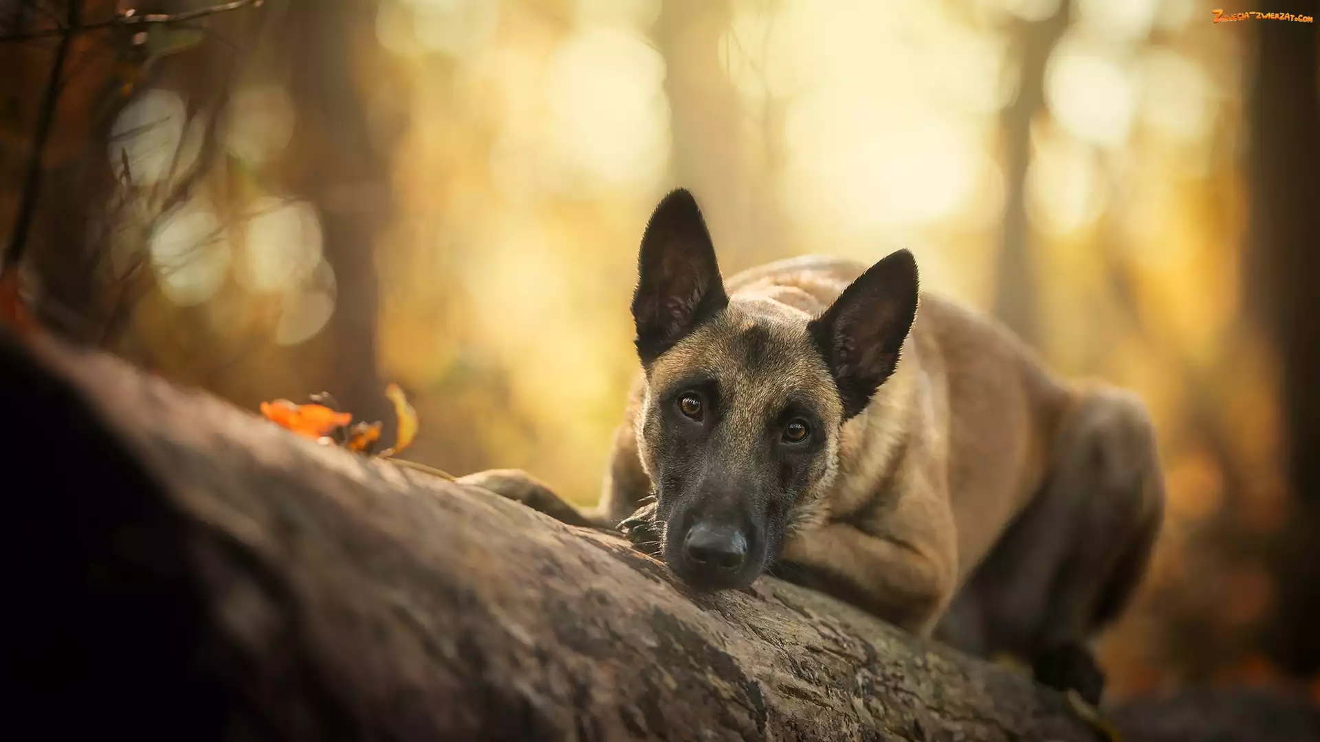 Kłoda, Pies, Owczarek belgijski malinois
