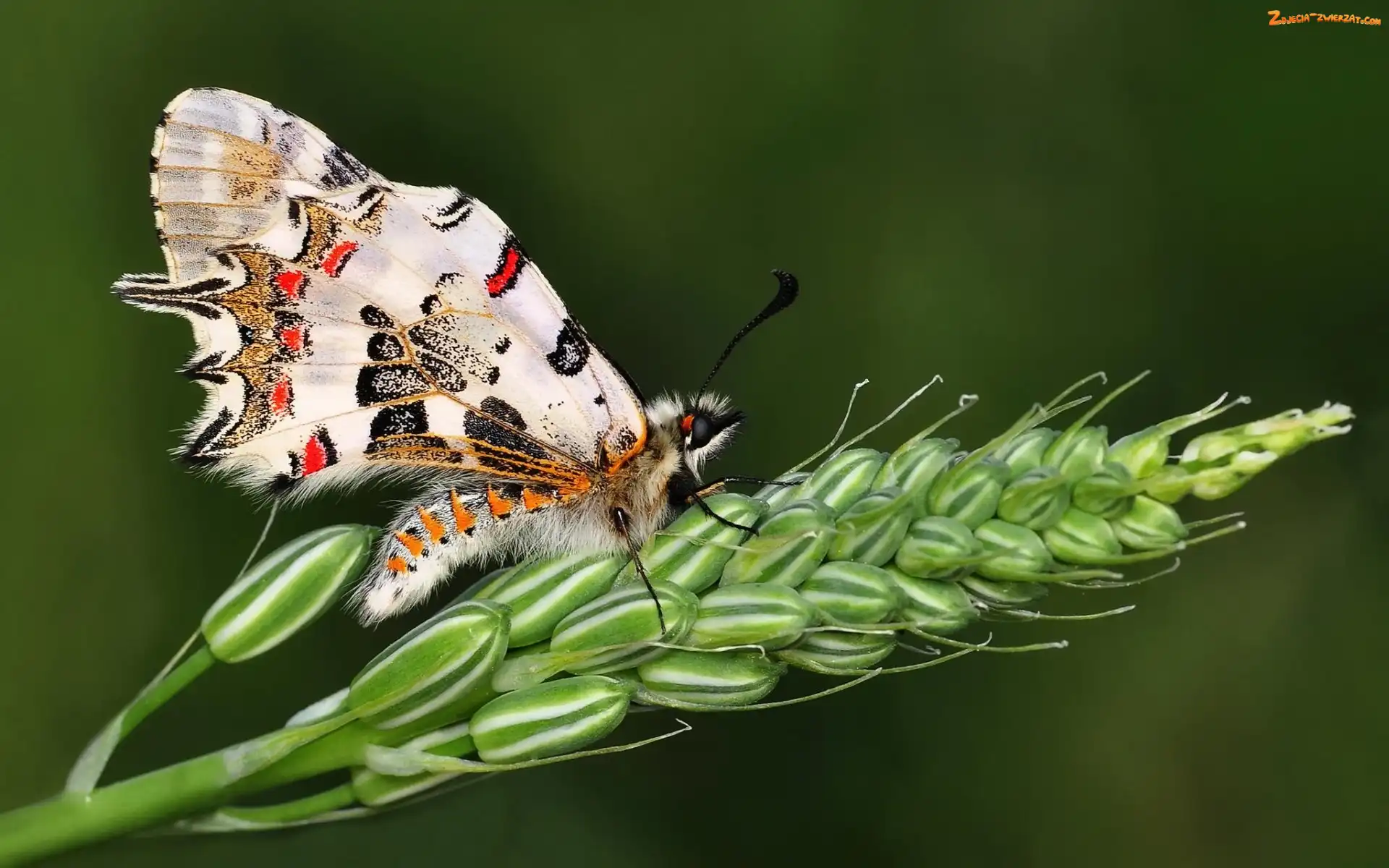 Kłos, makro, Motyl, Zboża