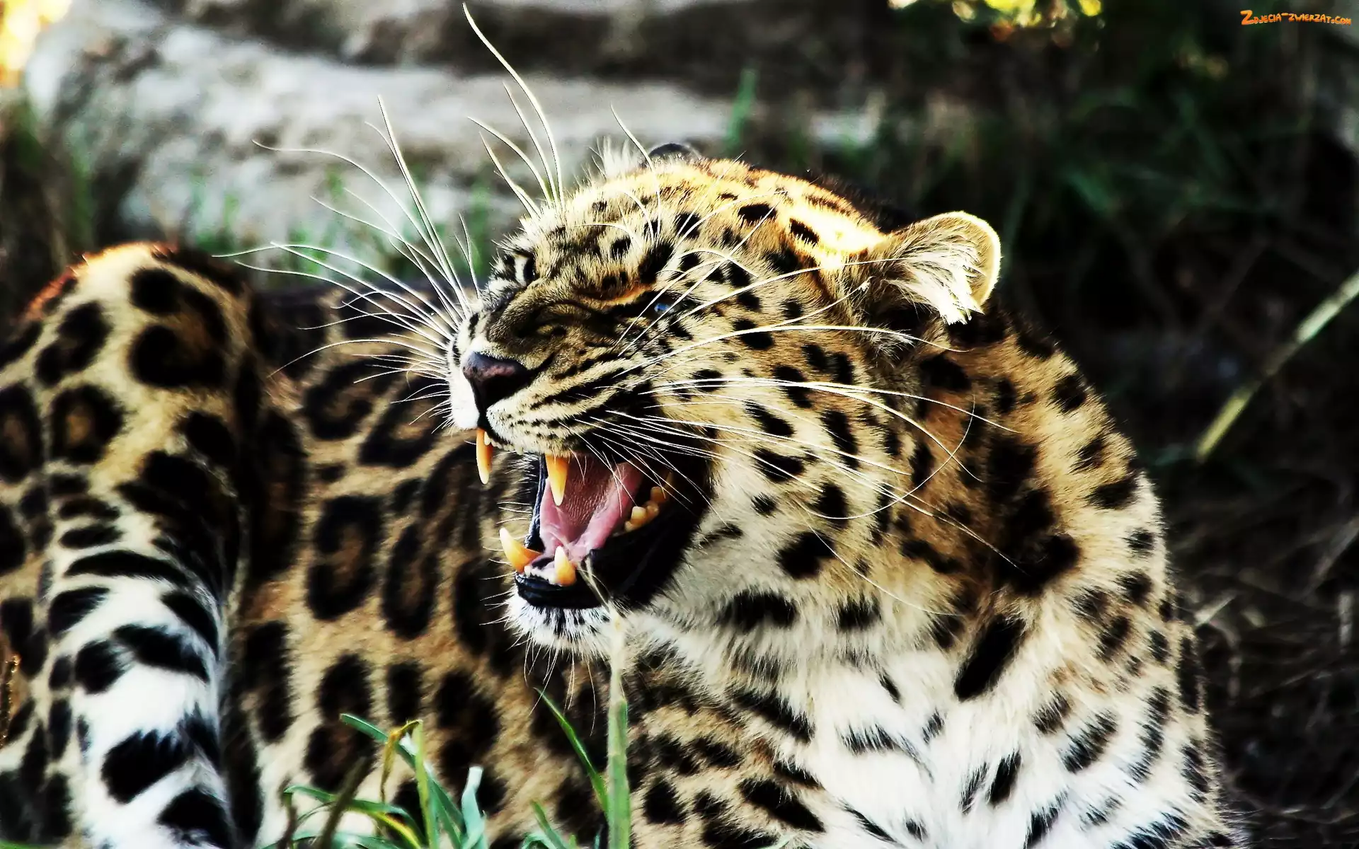 Jaguar, Kły, Wąsy