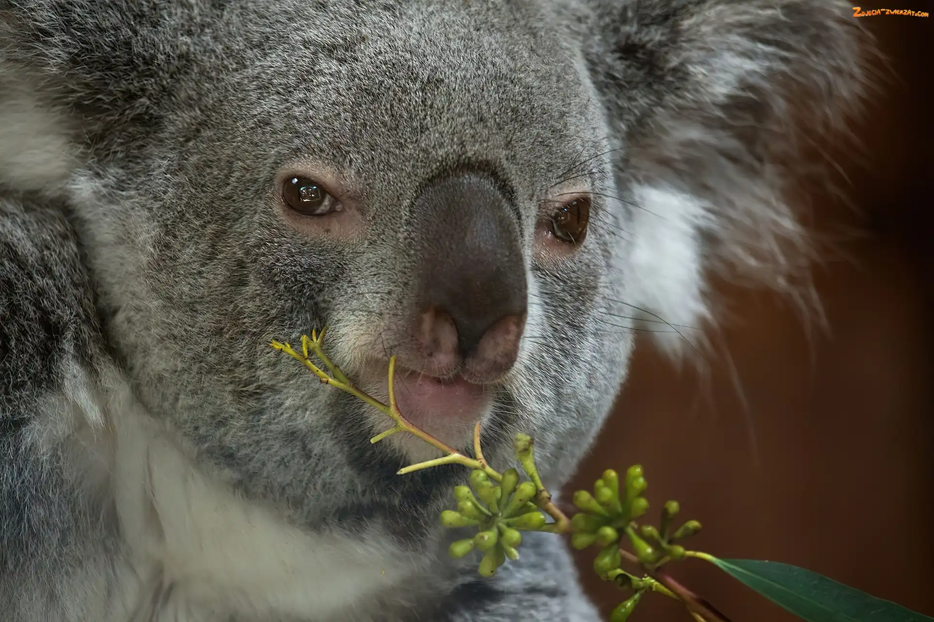 Gałązka, Koala, Głowa