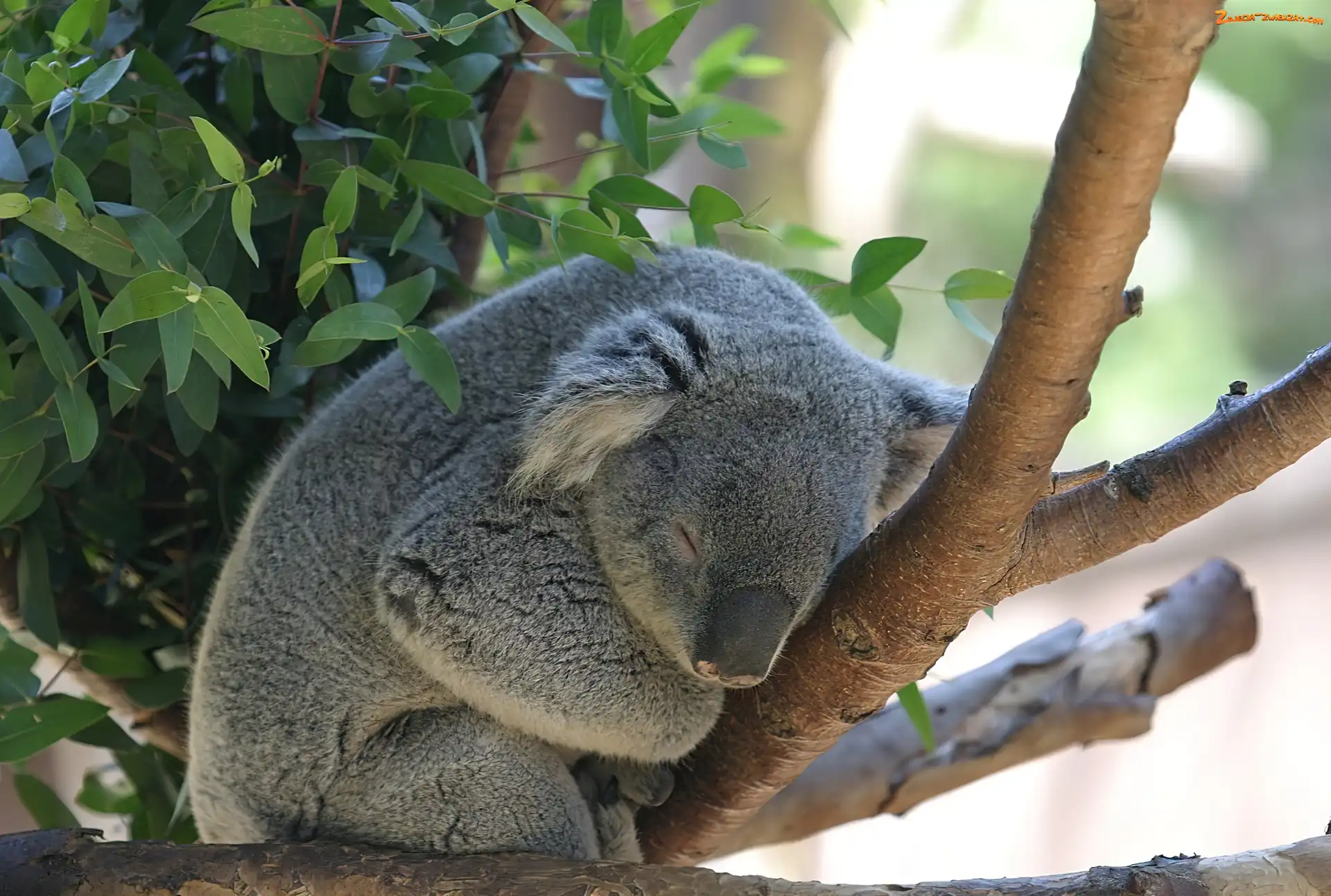 Liście, Koala, Gałąź