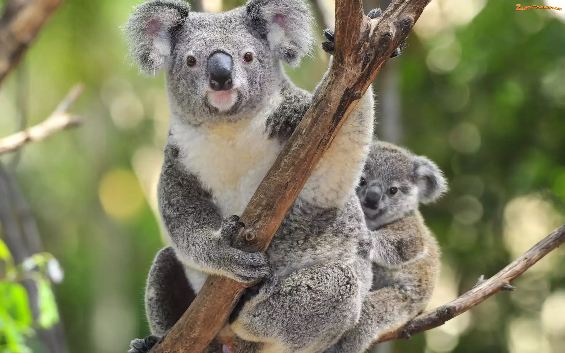 Koala, Drzewo, Miś, Małe