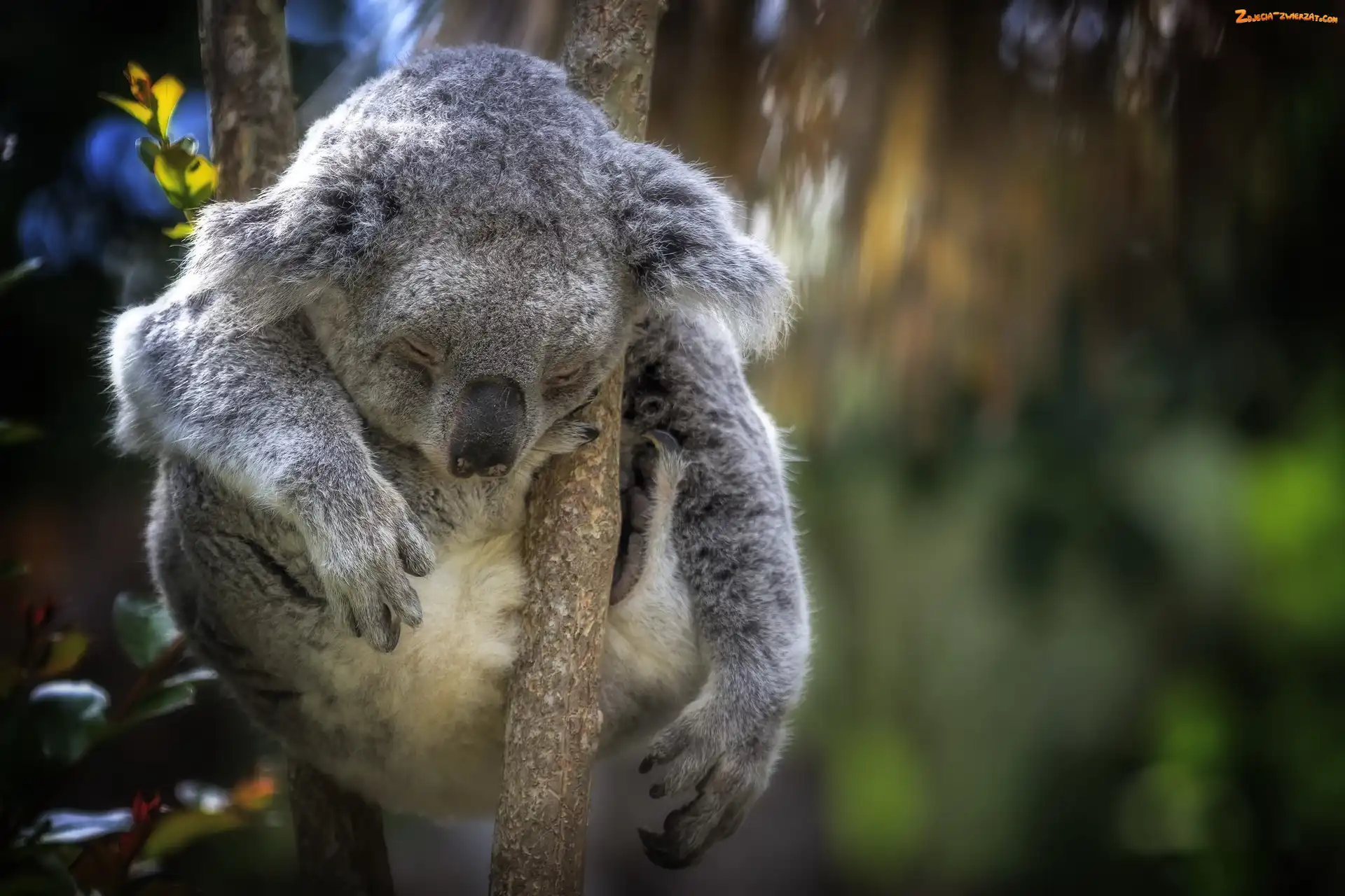 Koala, Sen, Miś, Gałąź