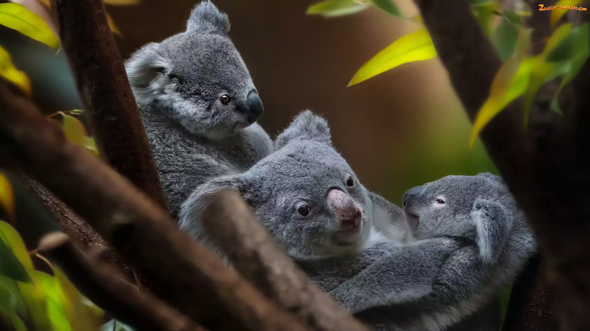 Koala, Liście, Niedźwiadki, Gałęzie