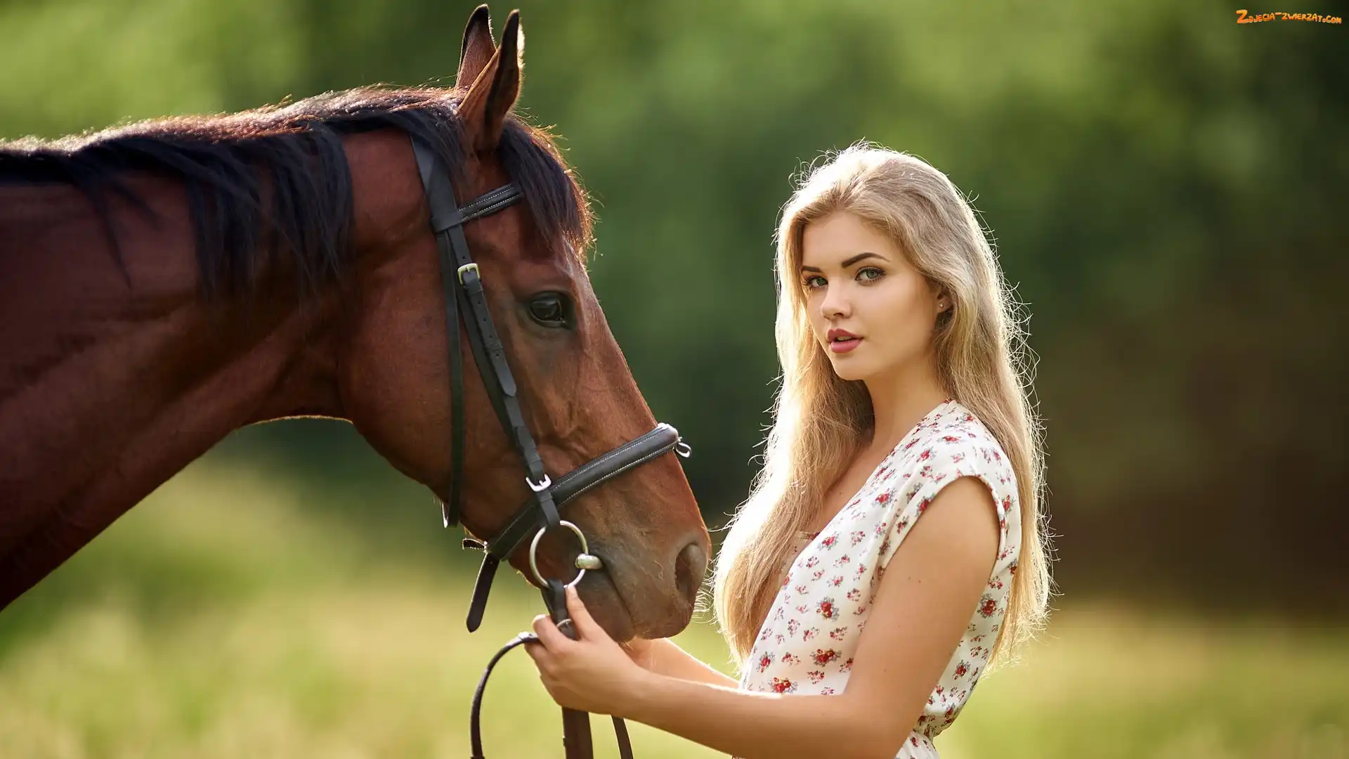Koń, Kobieta, Blondynka