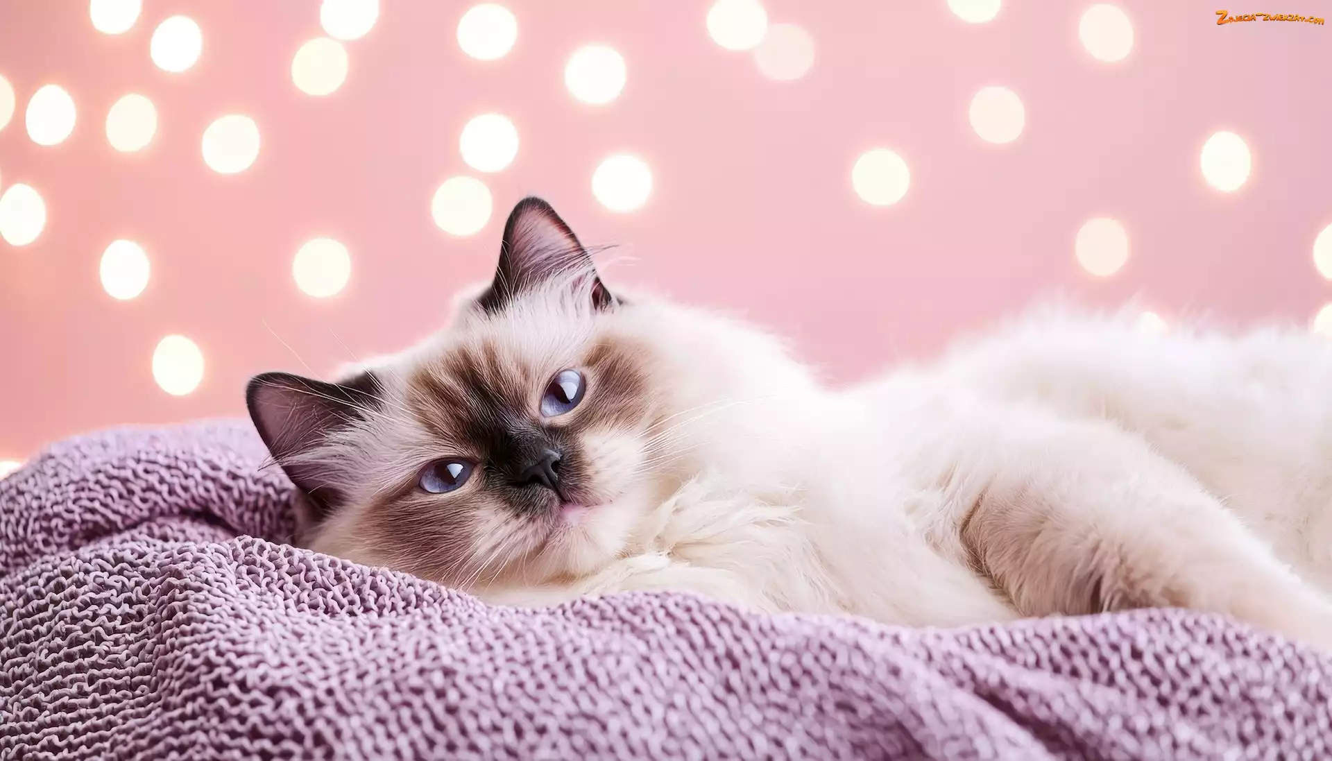 Kot, Ragdoll, Grafika, Koc