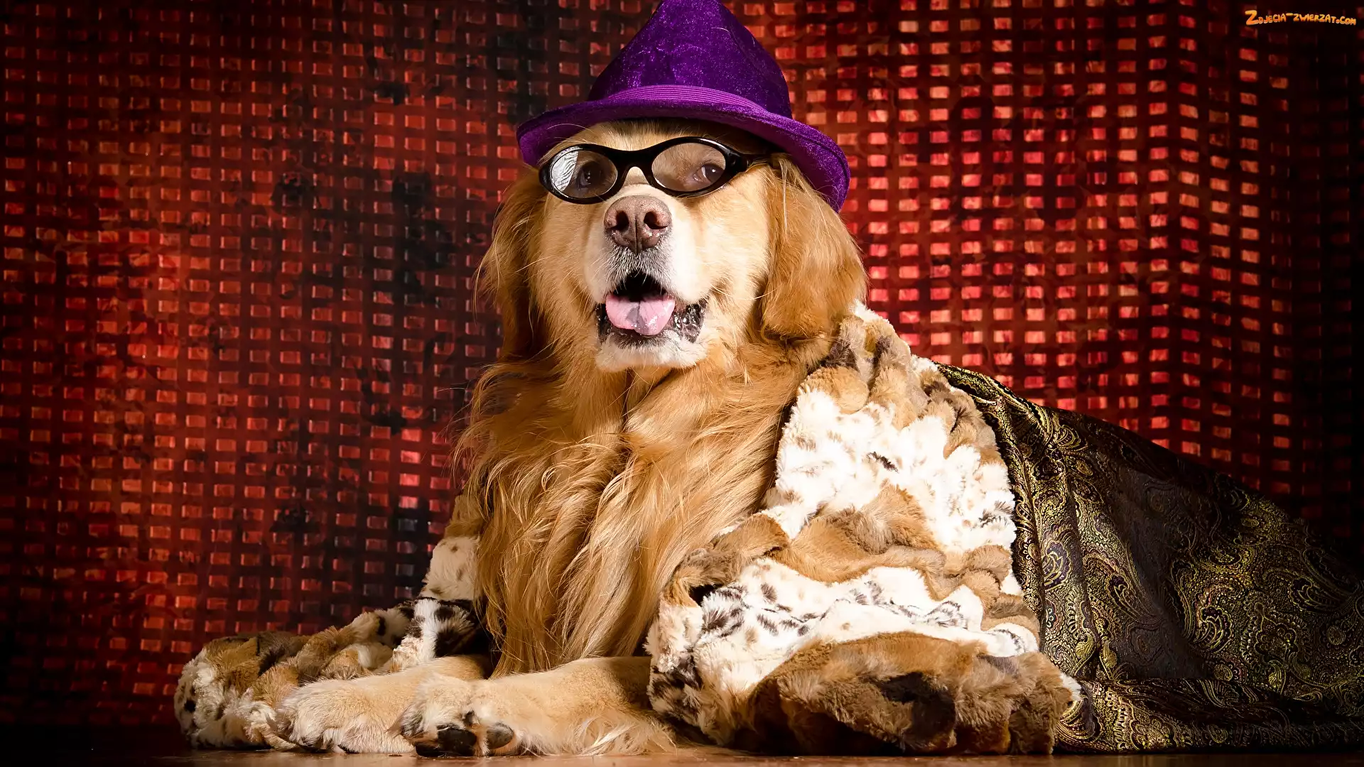 Koc, Okulary, Golden retriever, Pies, Kapelusz