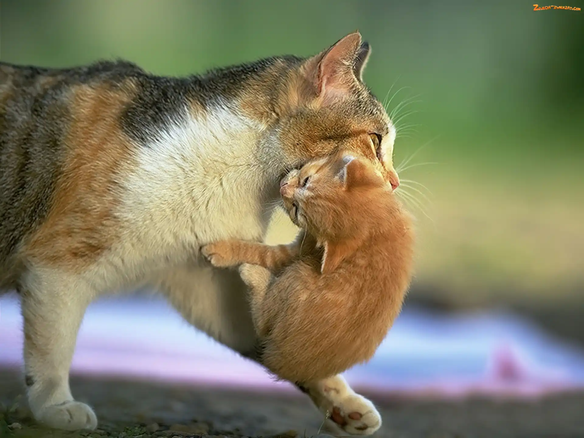 Kotek, Kocia, Mama