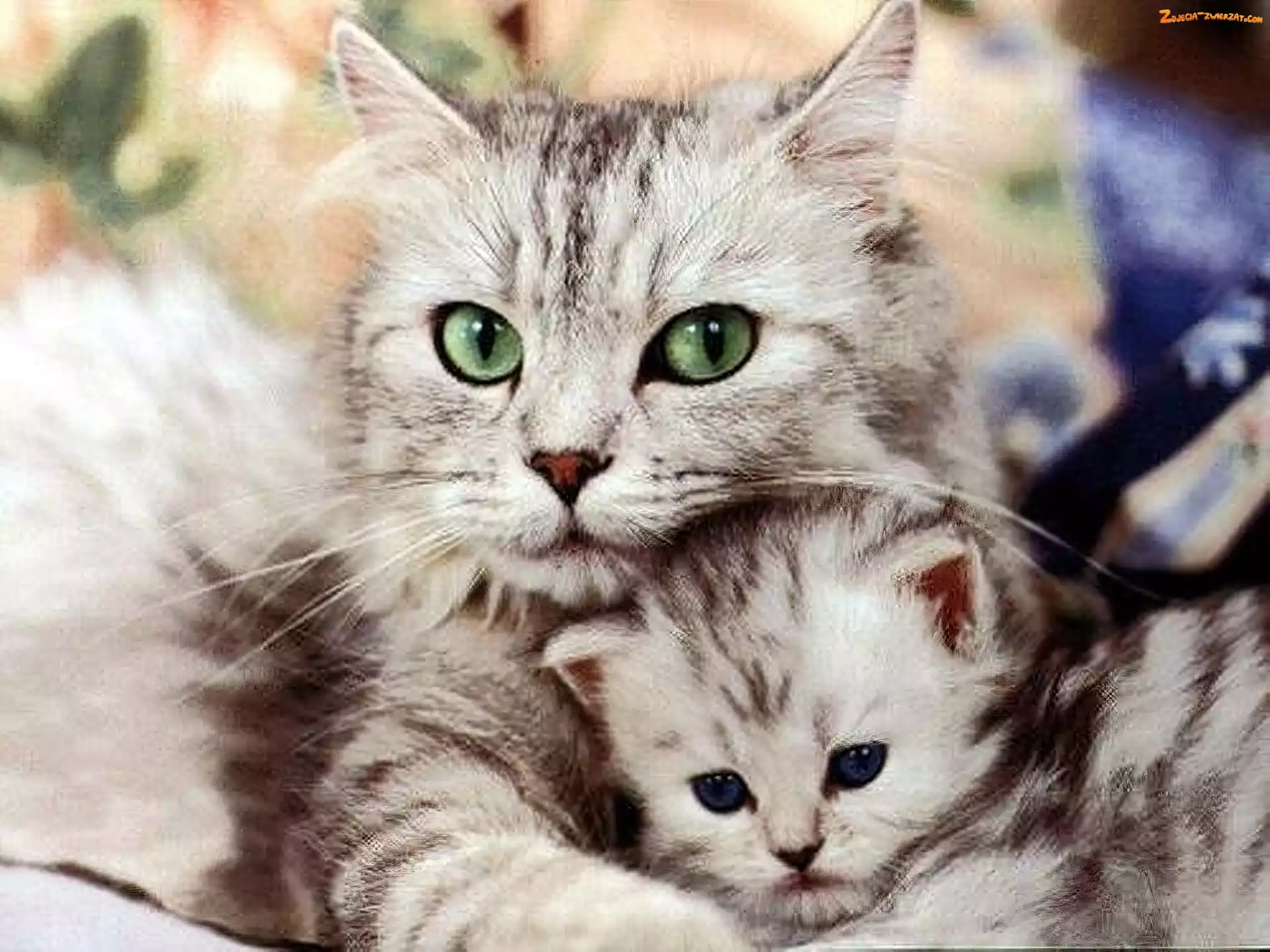 Mama, Kocia