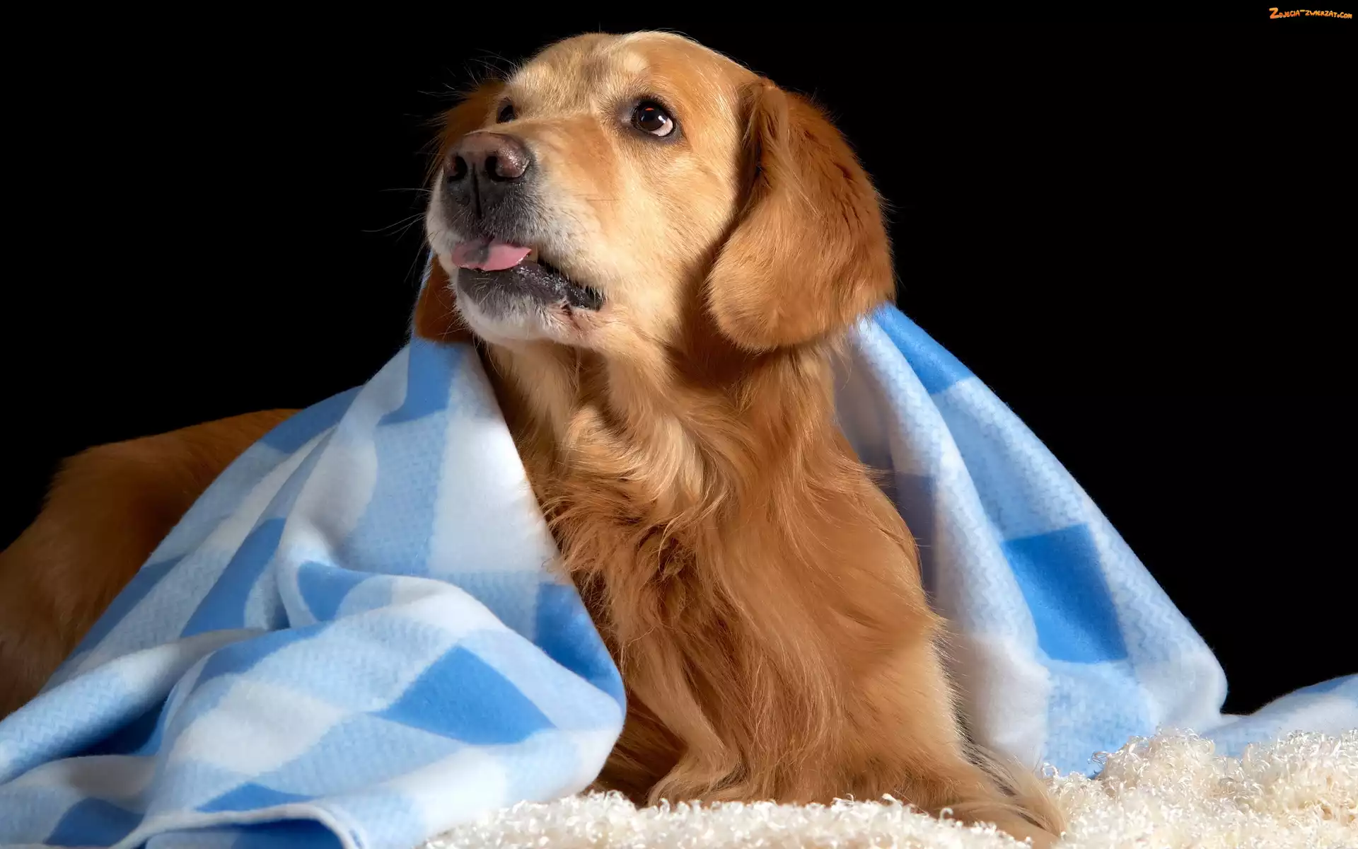 Kocyk, Golden Retriever, Język