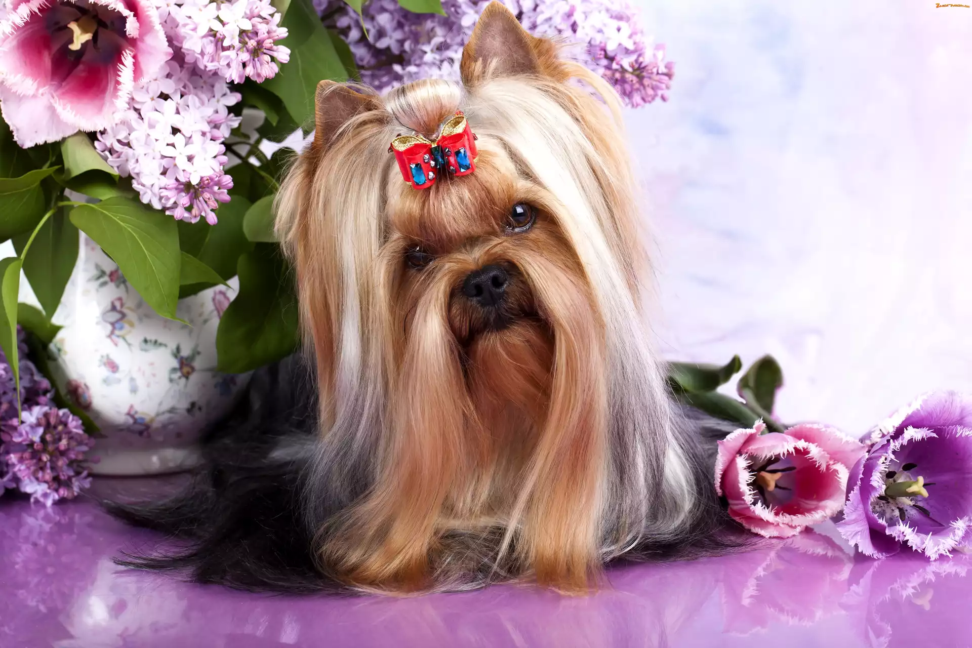 Kokardka, Kwiaty, Australian Silky Terrier, Wazon