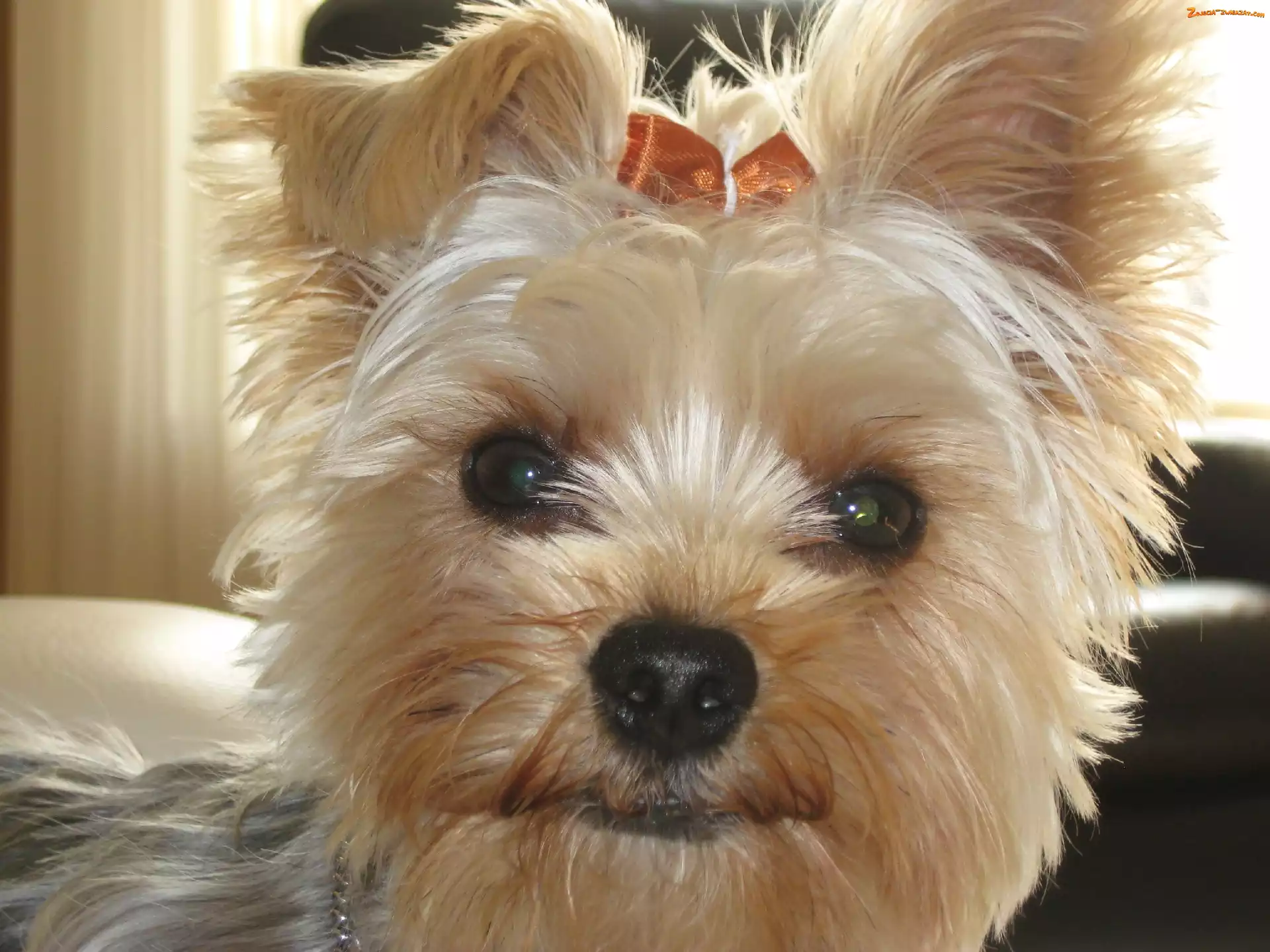 Kokardka, Yorkshire Terrier, Głowa