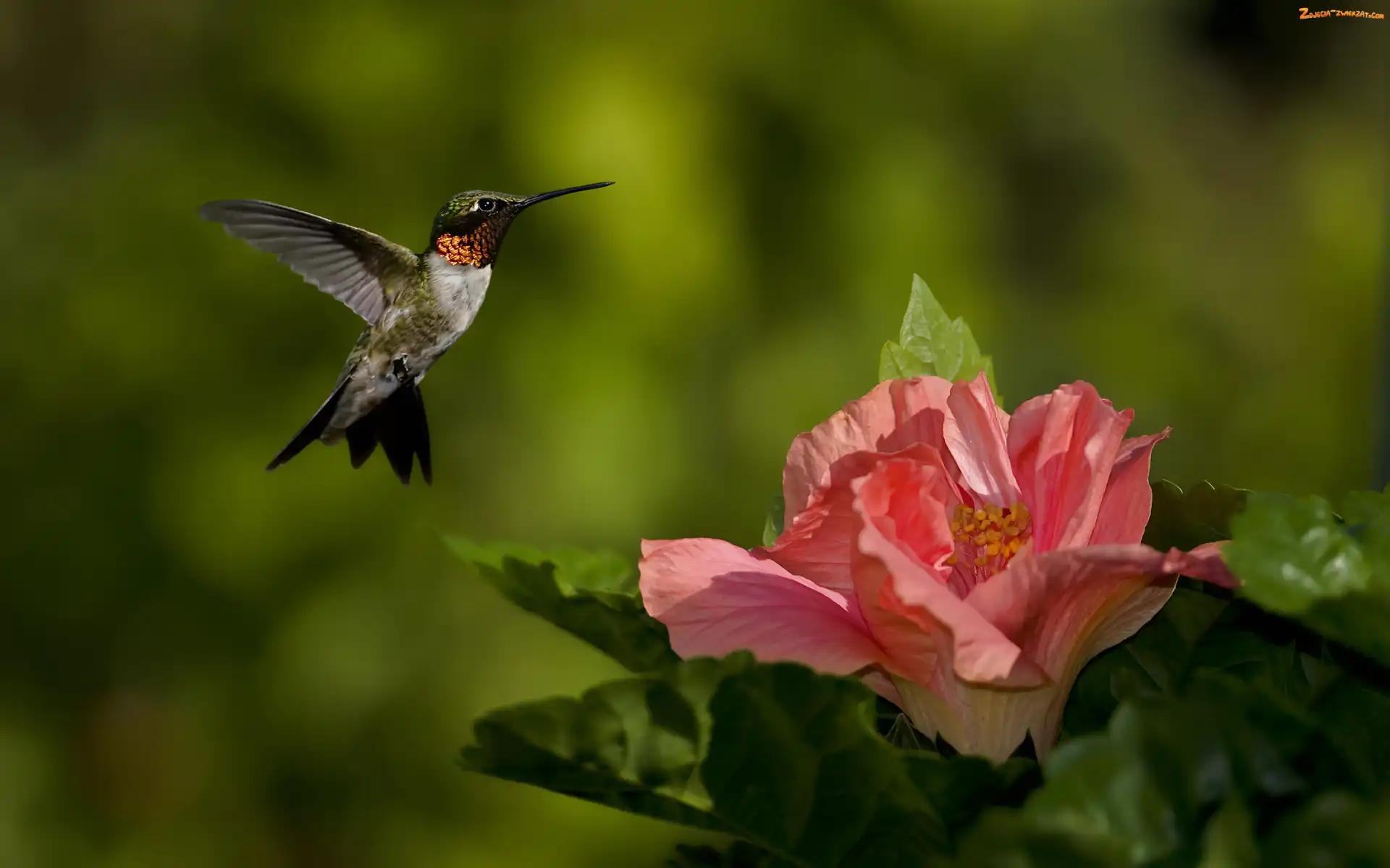 Hibiskus, Koliber, Kwiat