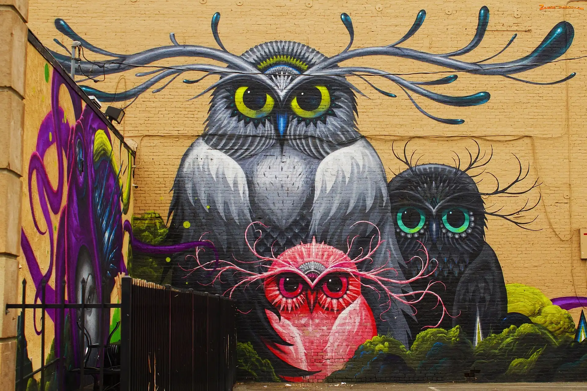 Sowy, Street art, Kolorowe, Mural