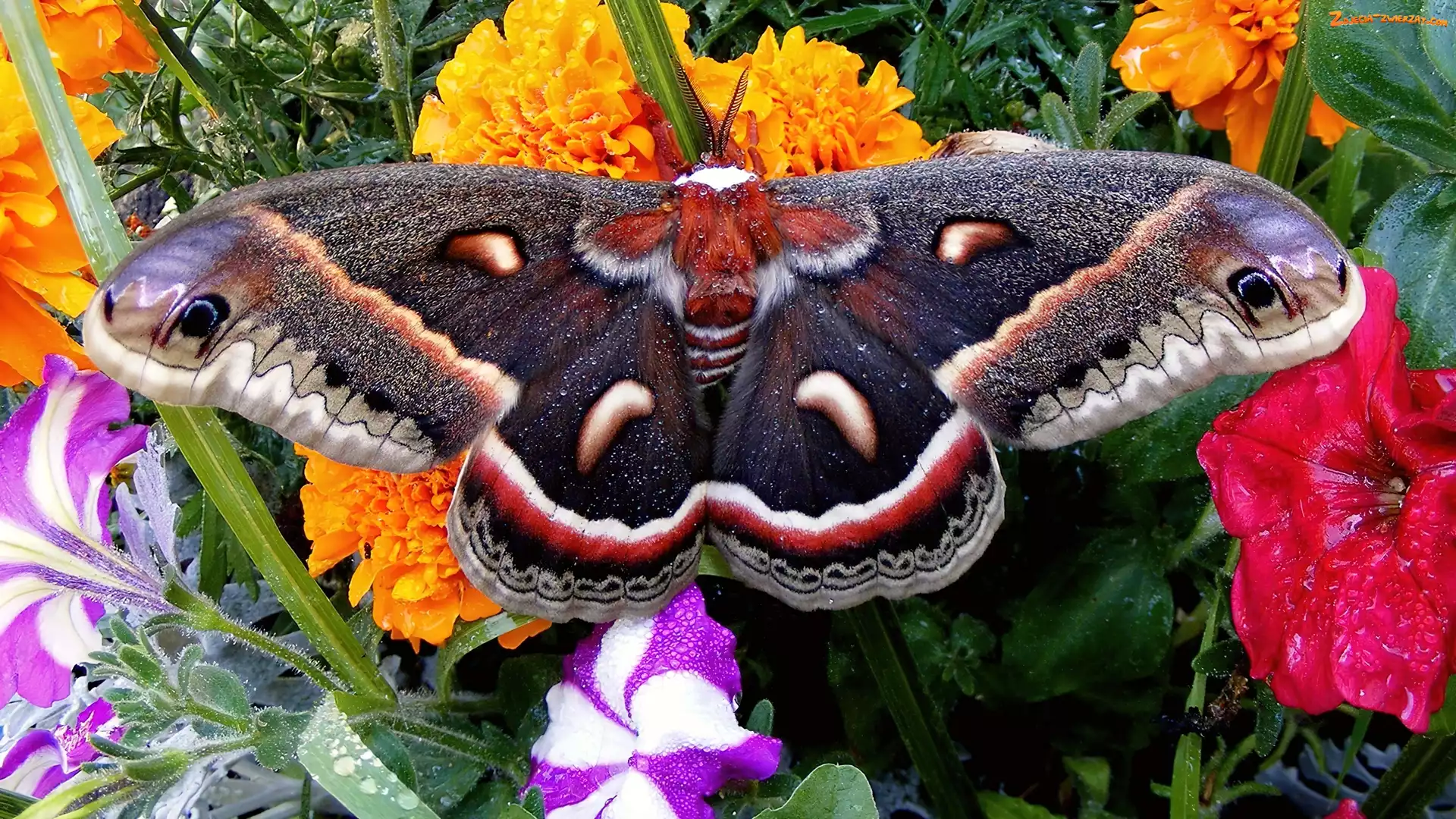 Kwiaty, Kolorowy, Motyl