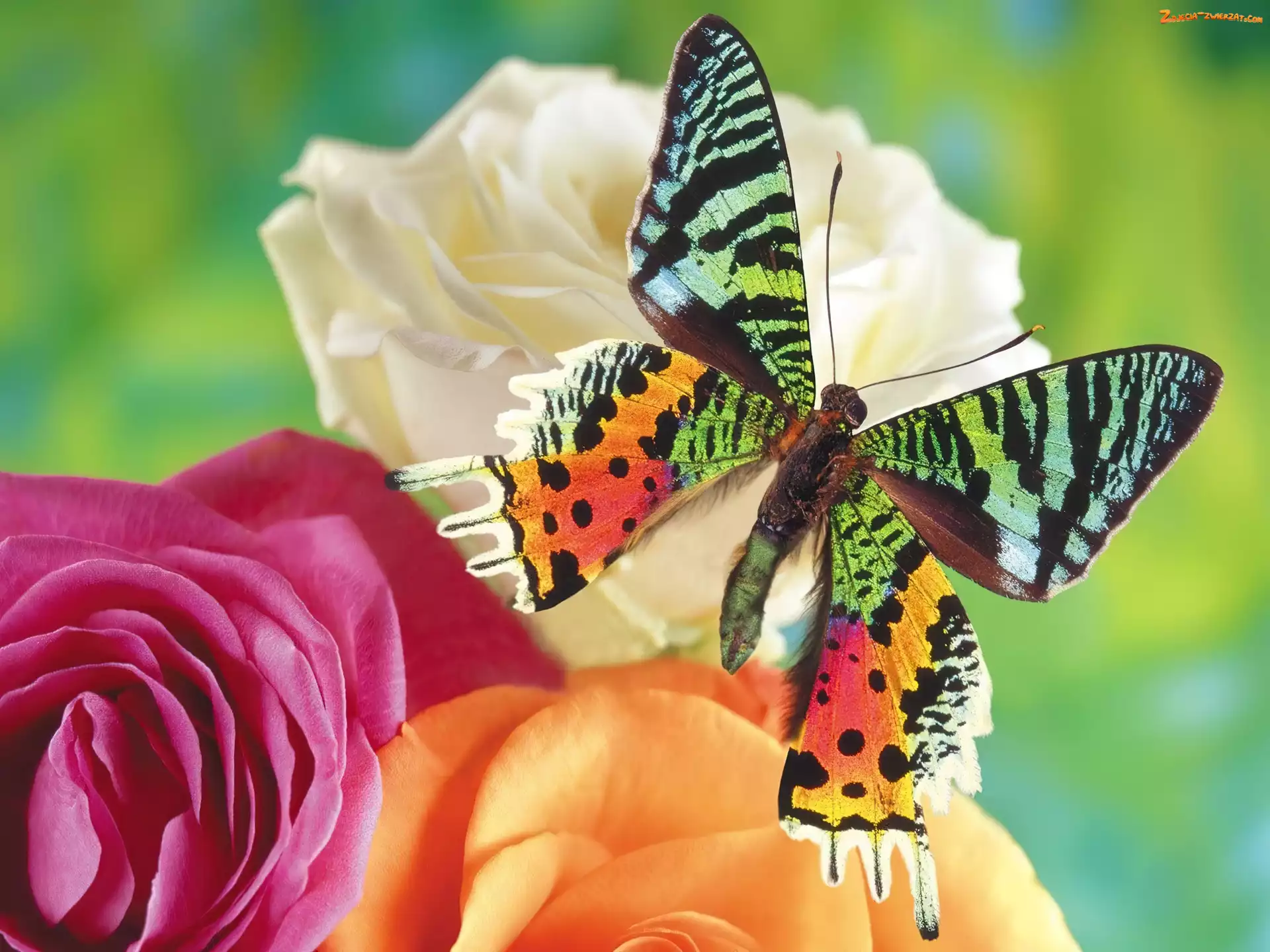 Kwiaty, Kolorowy, Motyl
