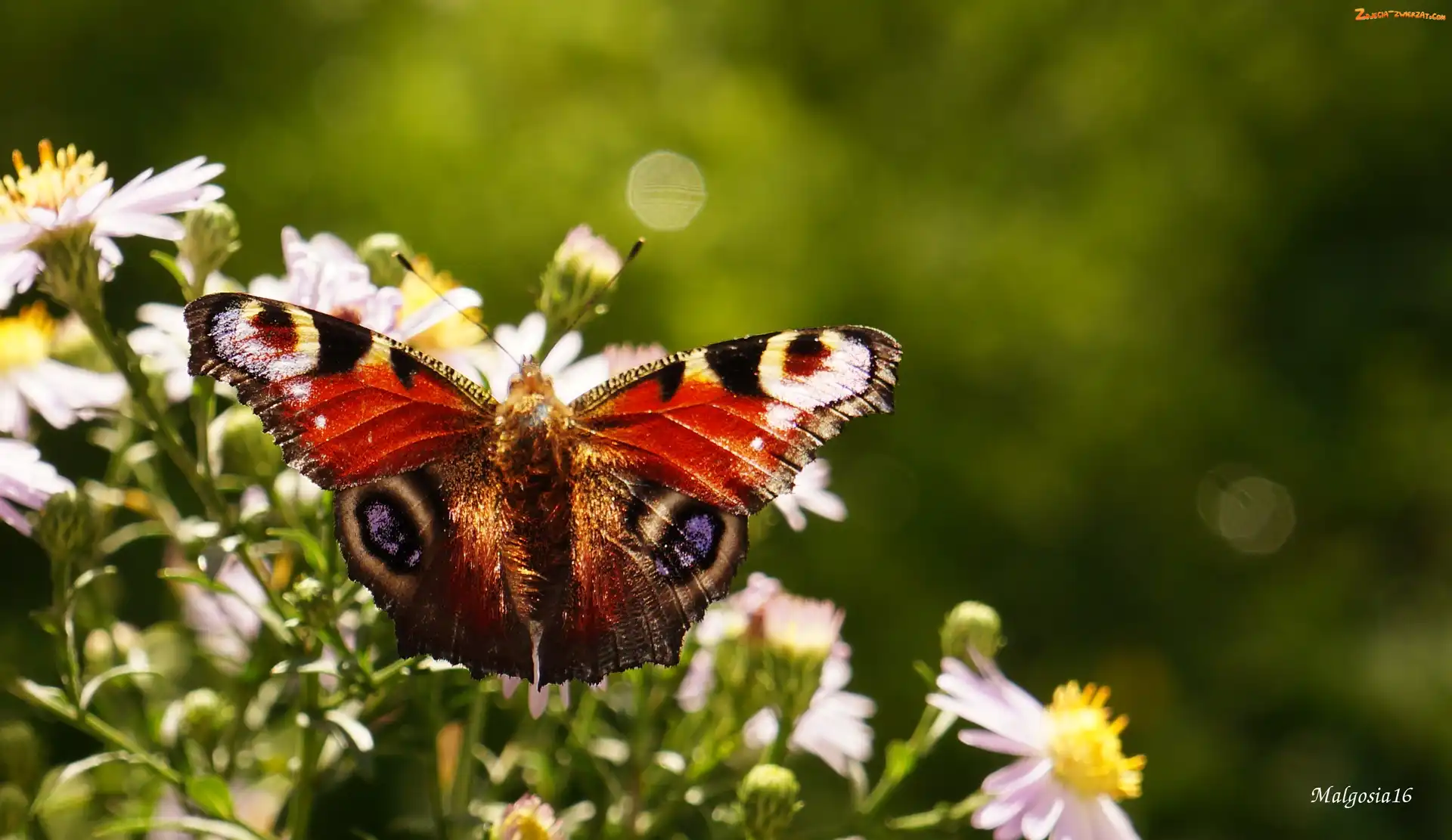 Kolorowy, Rusałka pawik, Kwiaty, Motyl