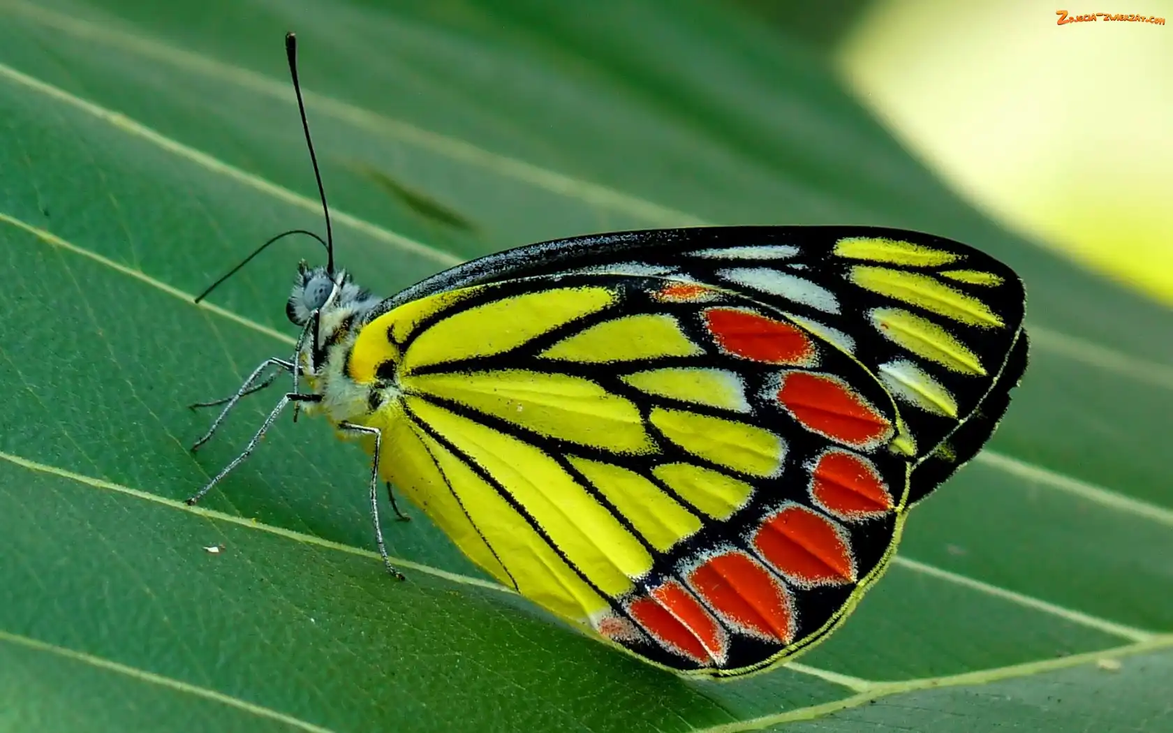 Liść, Kolorowy, Motyl