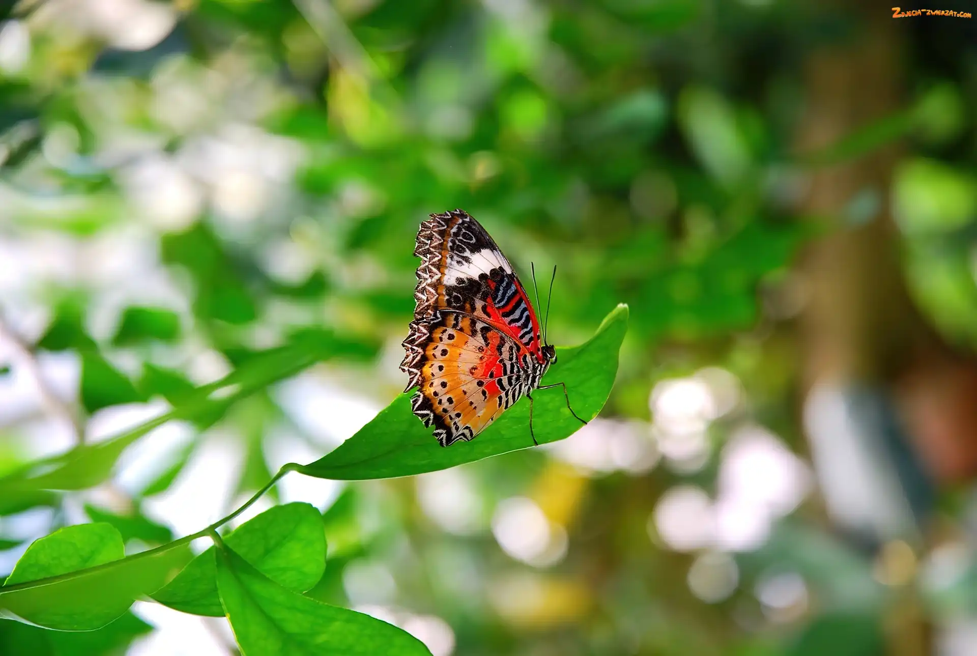 Liść, Kolorowy, Motyl