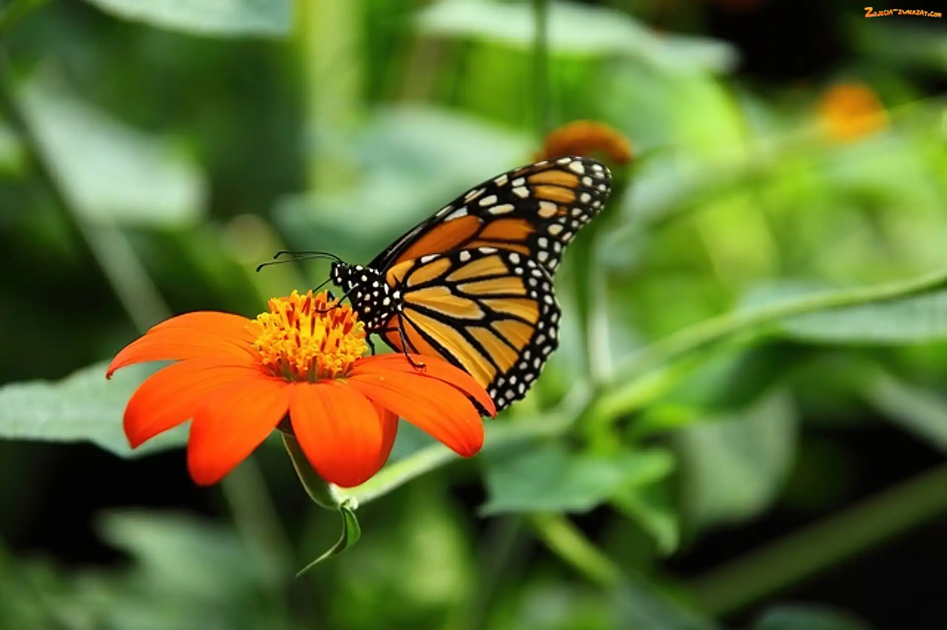Monarcha, Kolorowy, Motyl