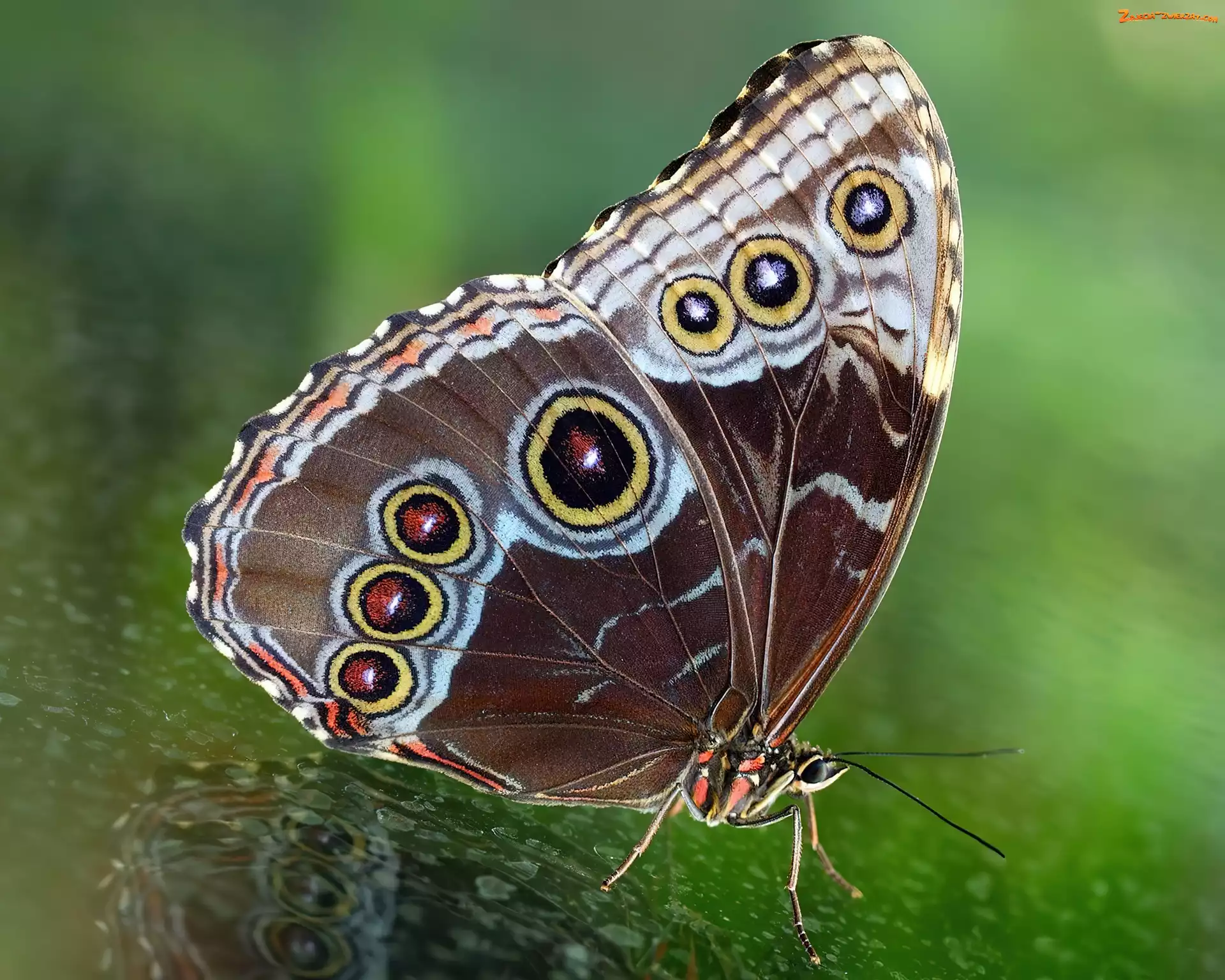 Kolorowy, Motyl