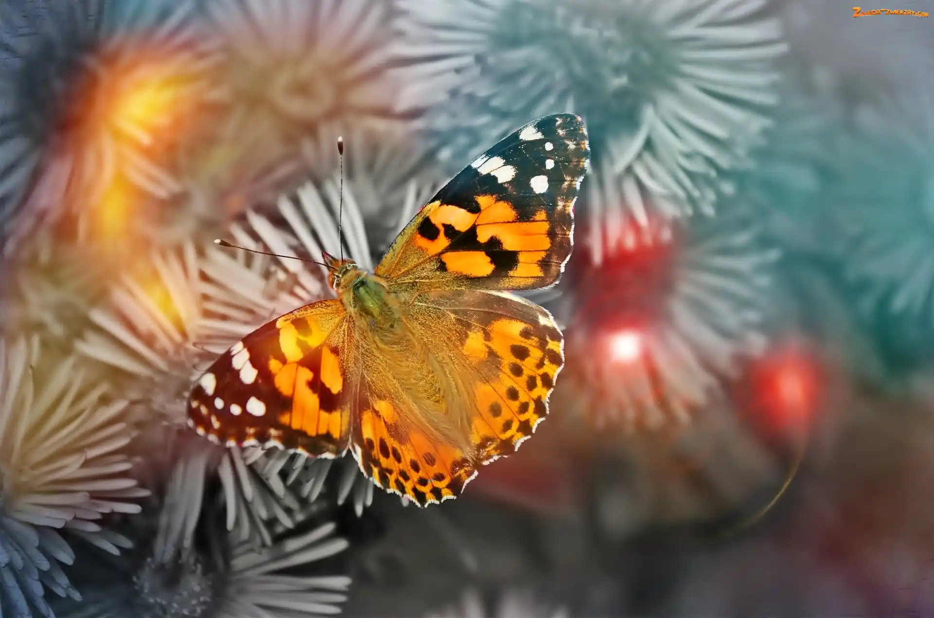 Motyl, Osetnik, Kolorowy, Rusałka