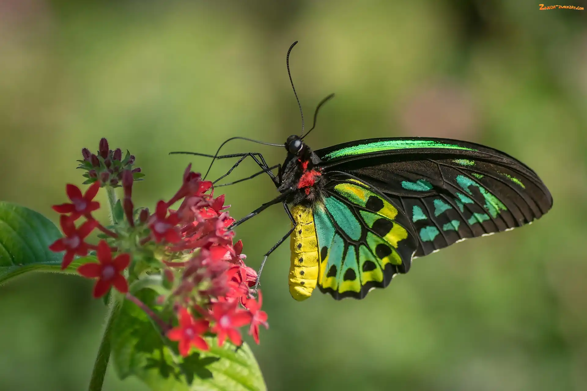 Motyl, Kolorowy, Czerwony, Kwiat, Australijski, Cairns Birdwing