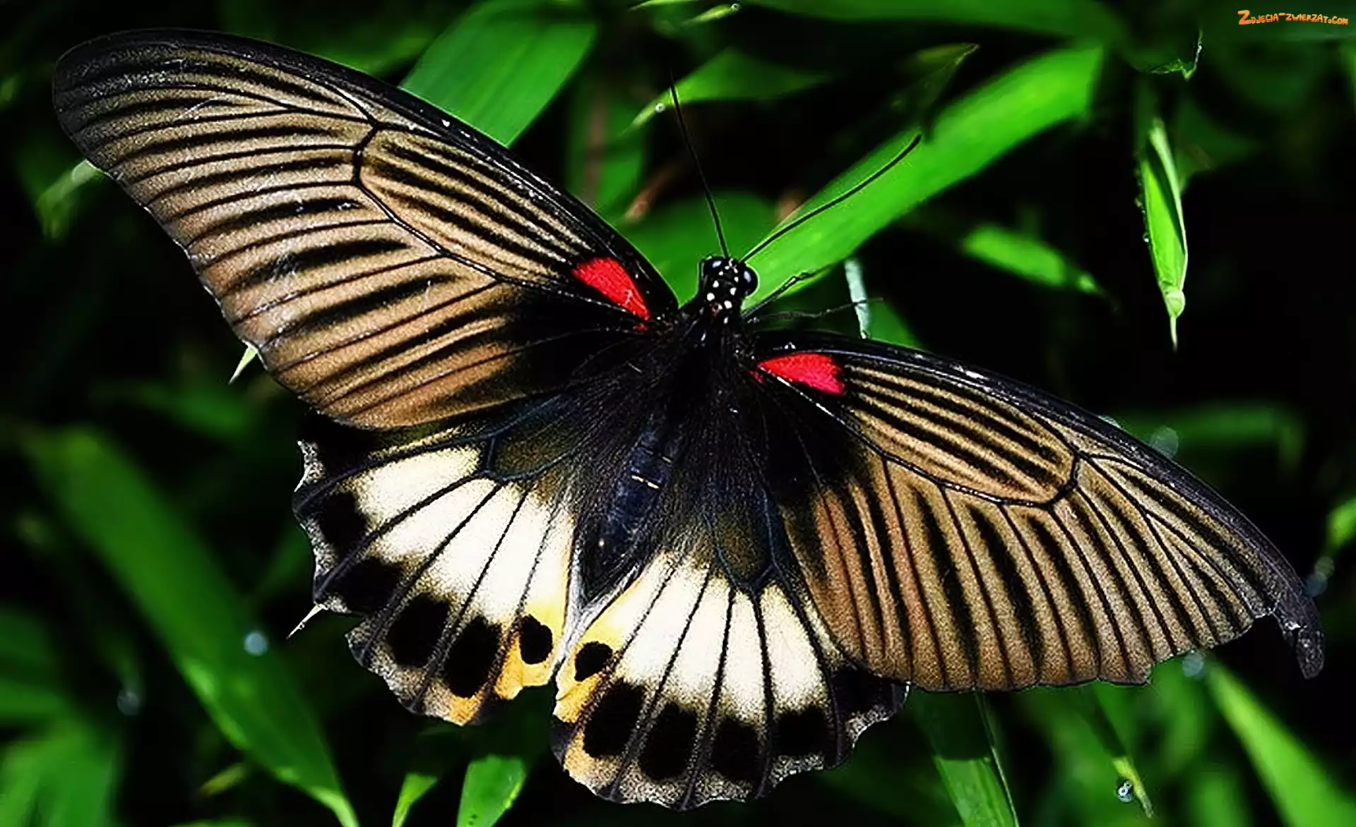 Kolorowy, Motyl