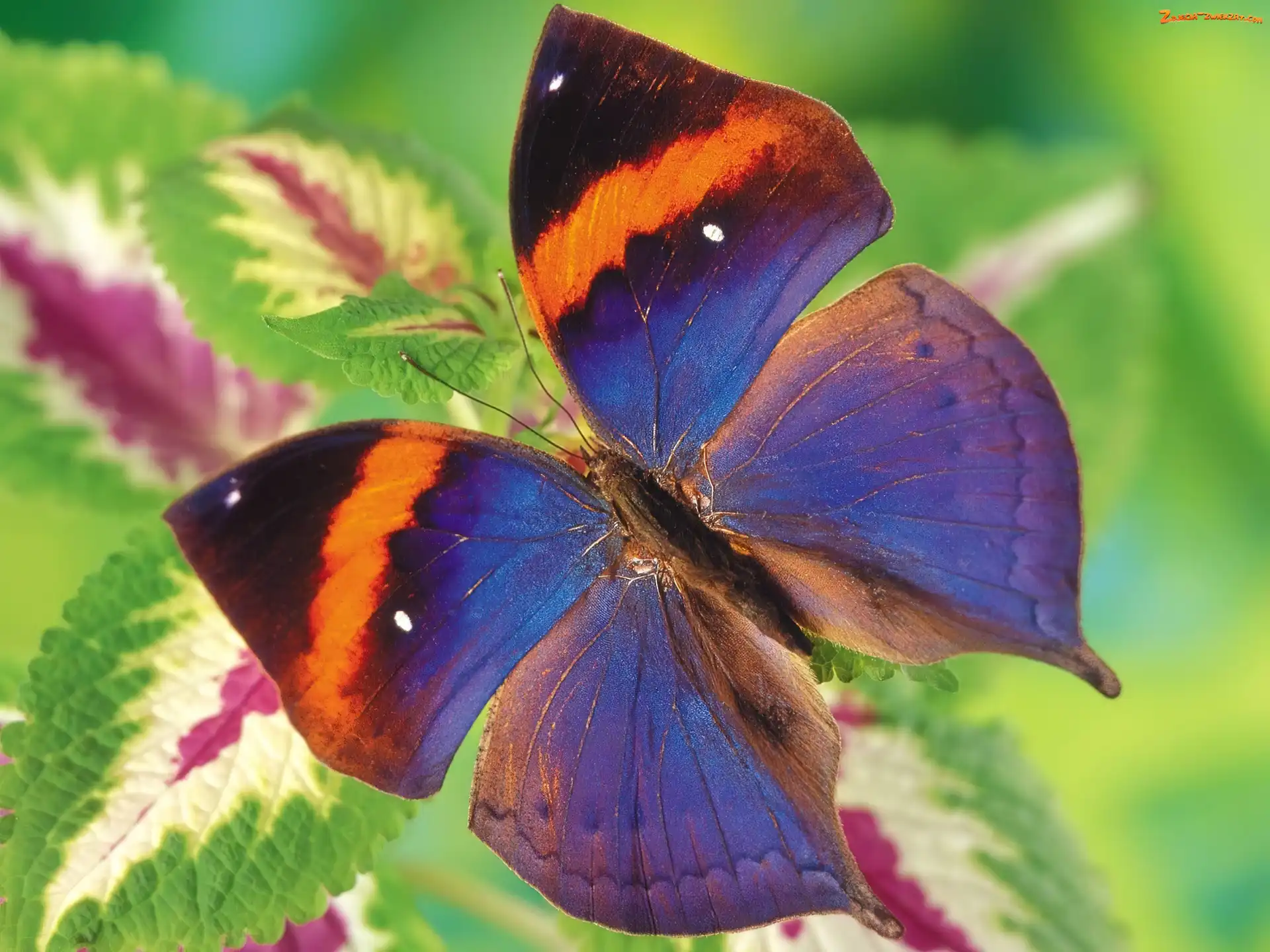 Pokrzywa, Kolorowy, Motyl