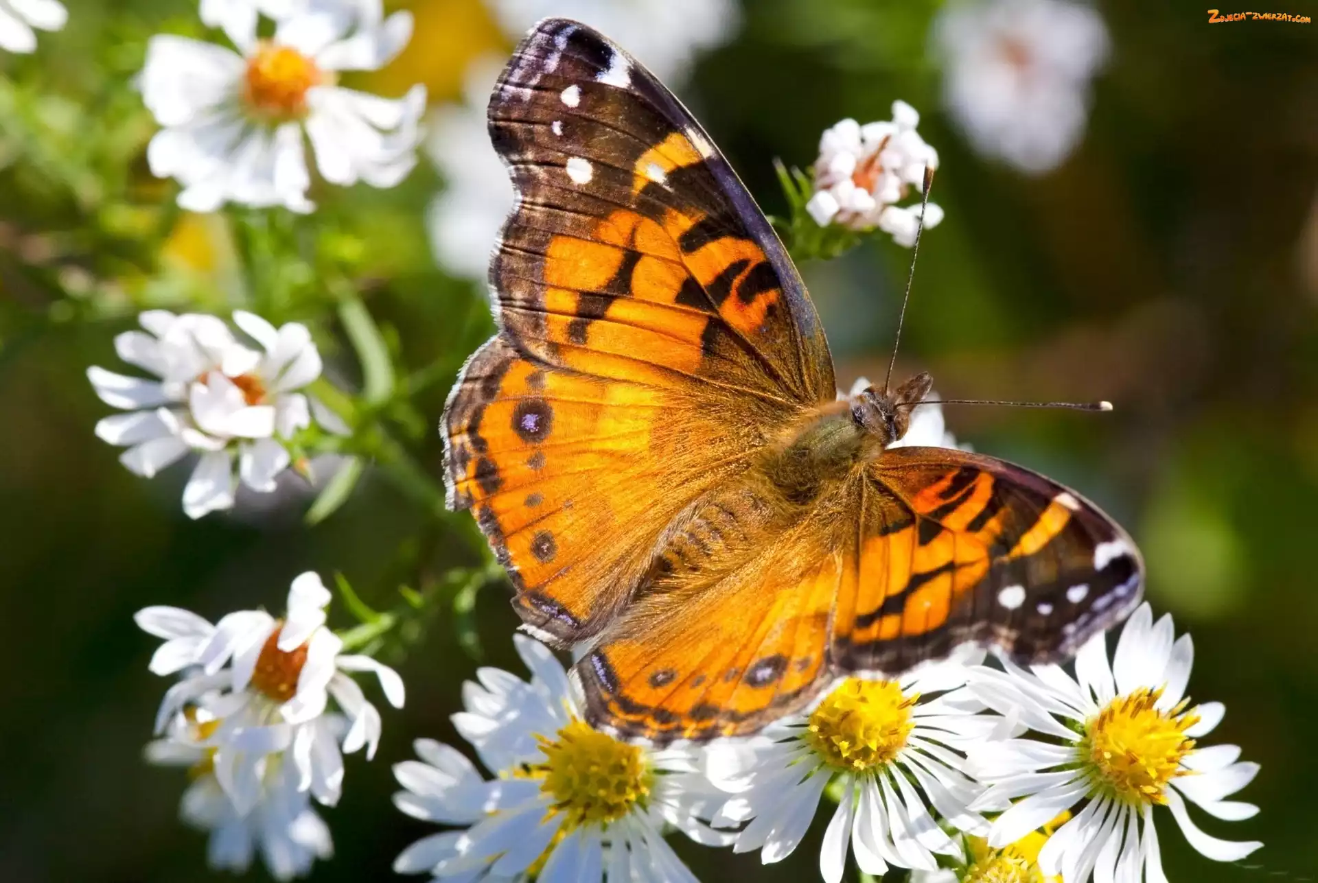 Rumianki, Kolorowy, Motyl