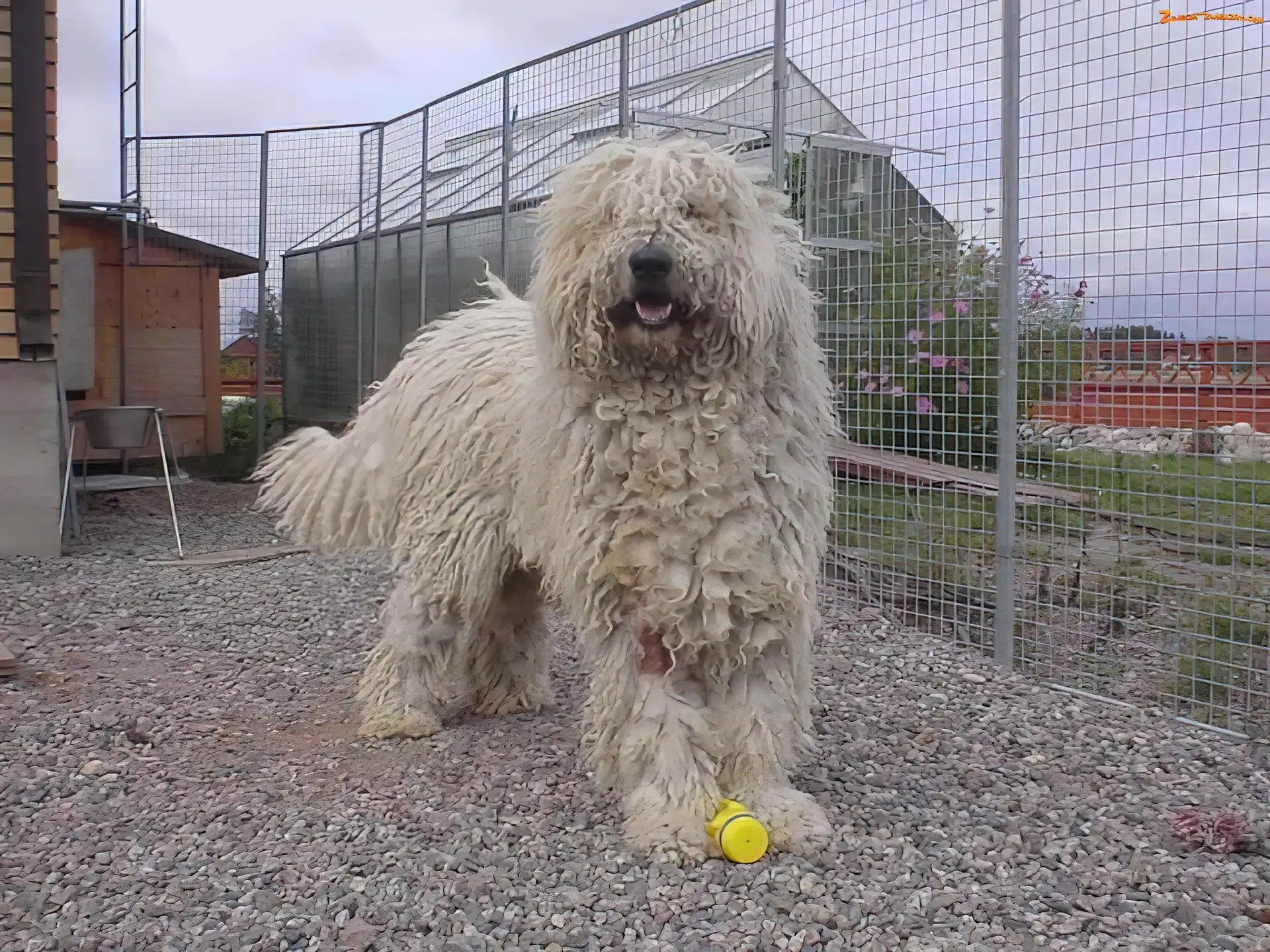 płot, Komondor, wysoki
