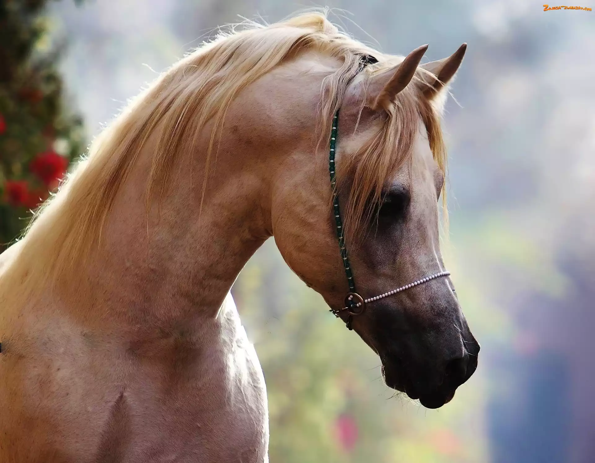 Arab, Koń, Łeb