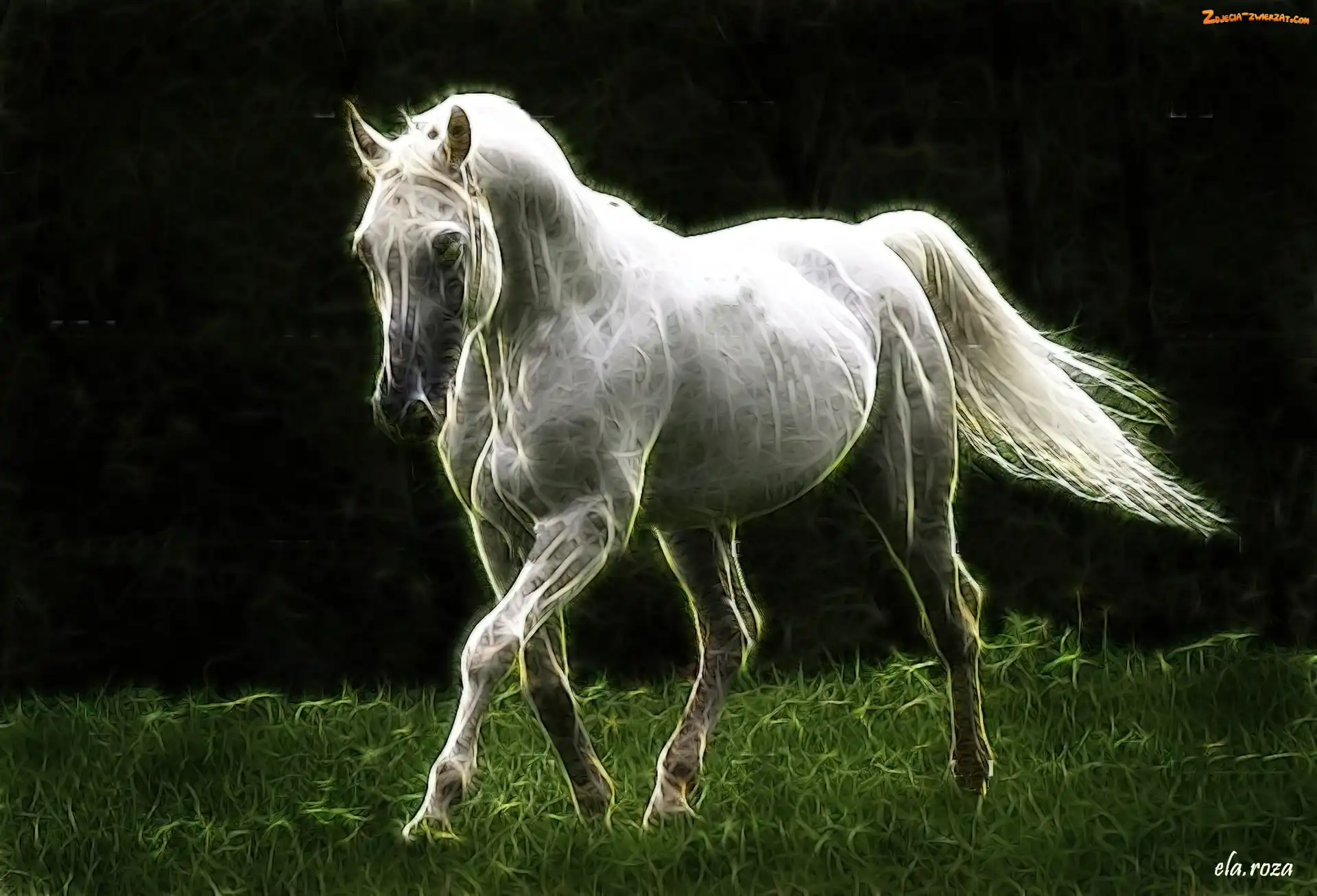 Koń, Fractalius, Biały, Trawa
