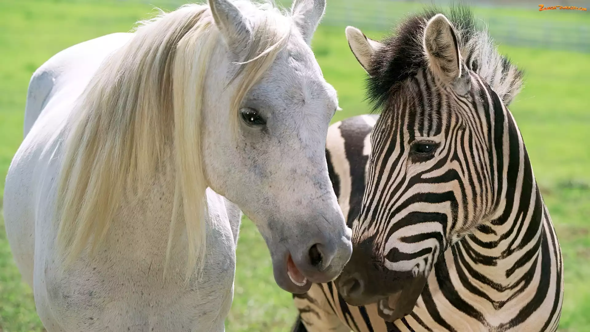 Koń, Przyjaźń, Biały, Zebra