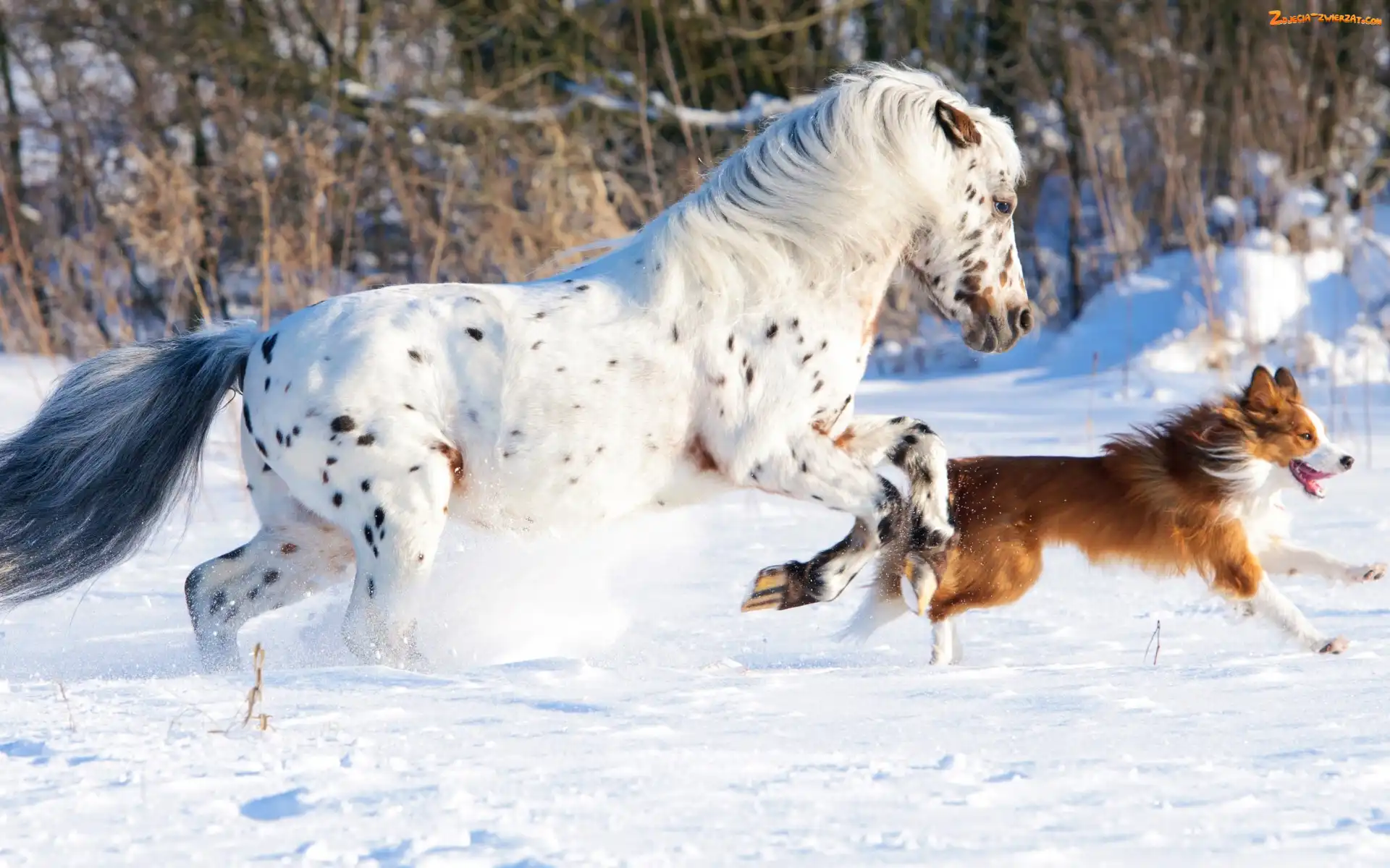 Koń Appaloosa, Śnieg, Biegnący, Border collie