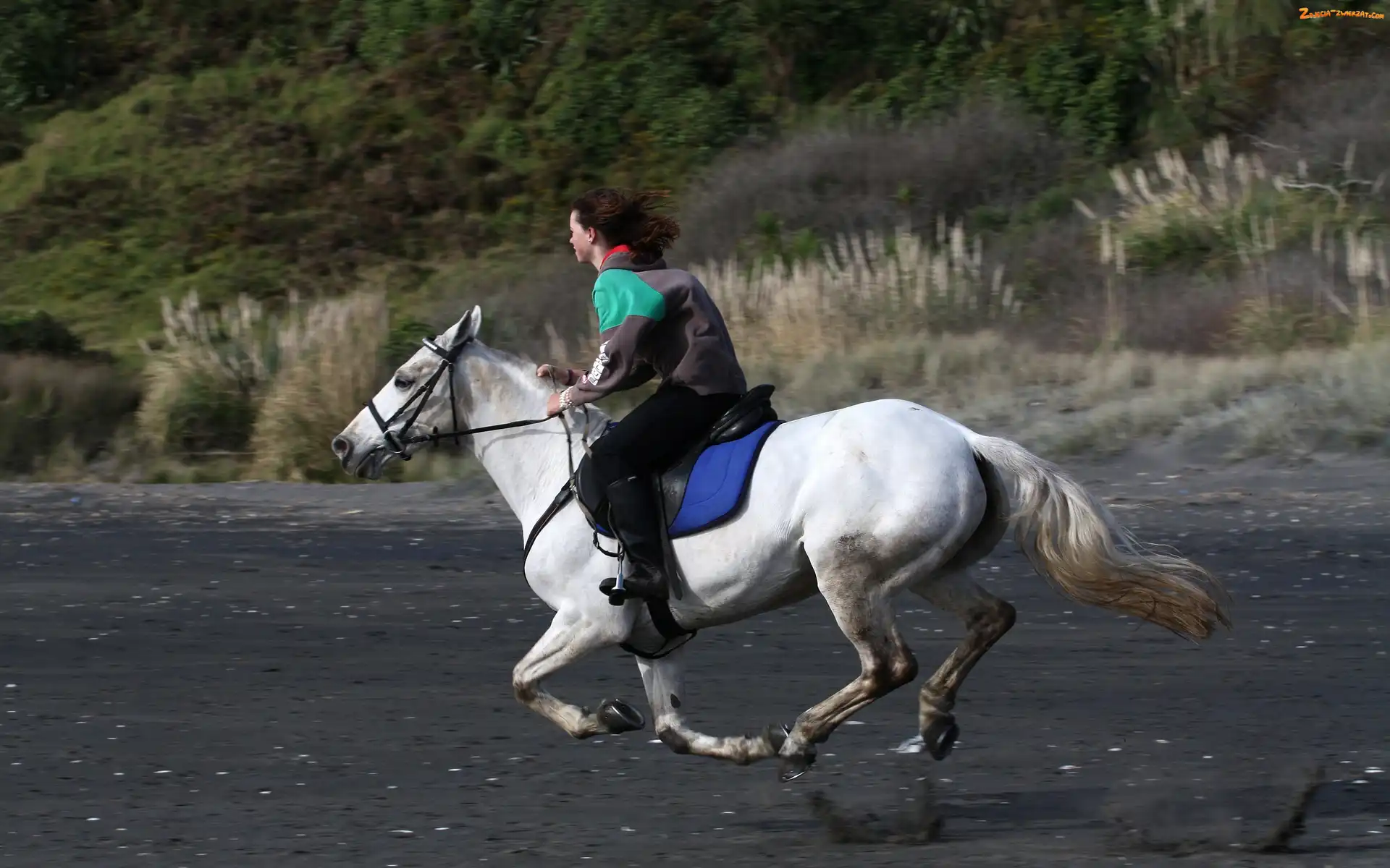 Galop, Koń, Kobieta