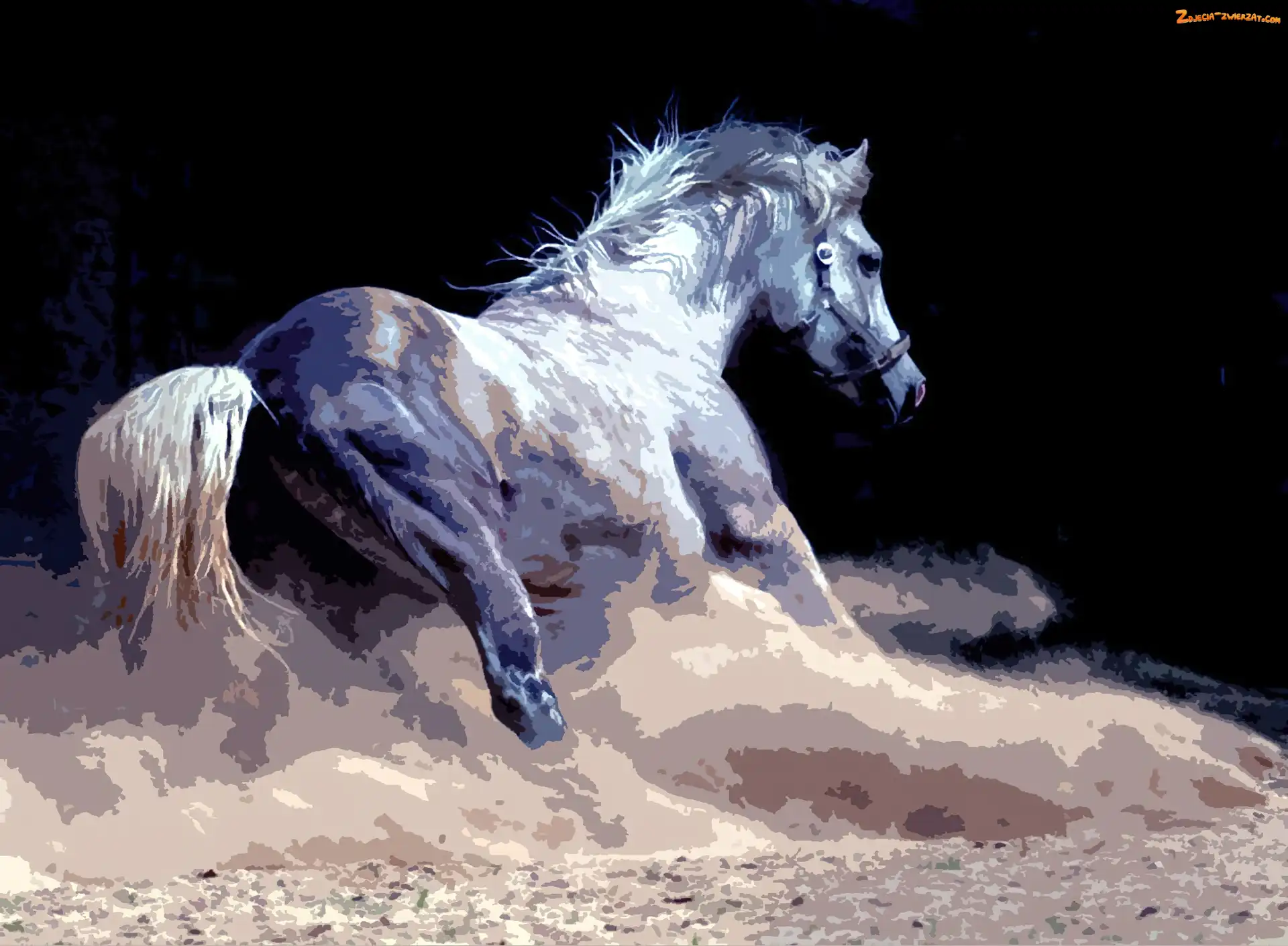 Galopie, Koń, W