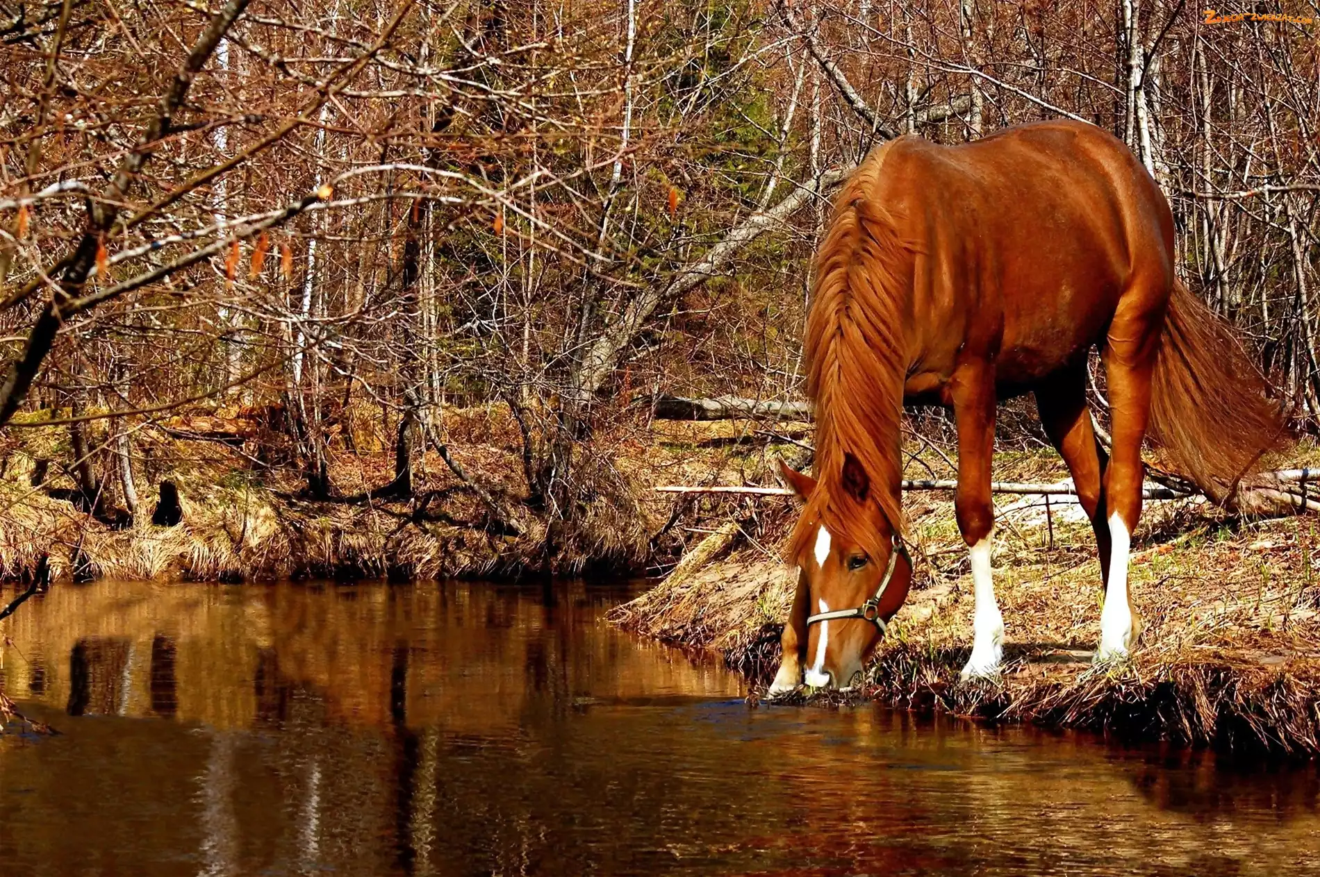 Jesień, Koń, Staw