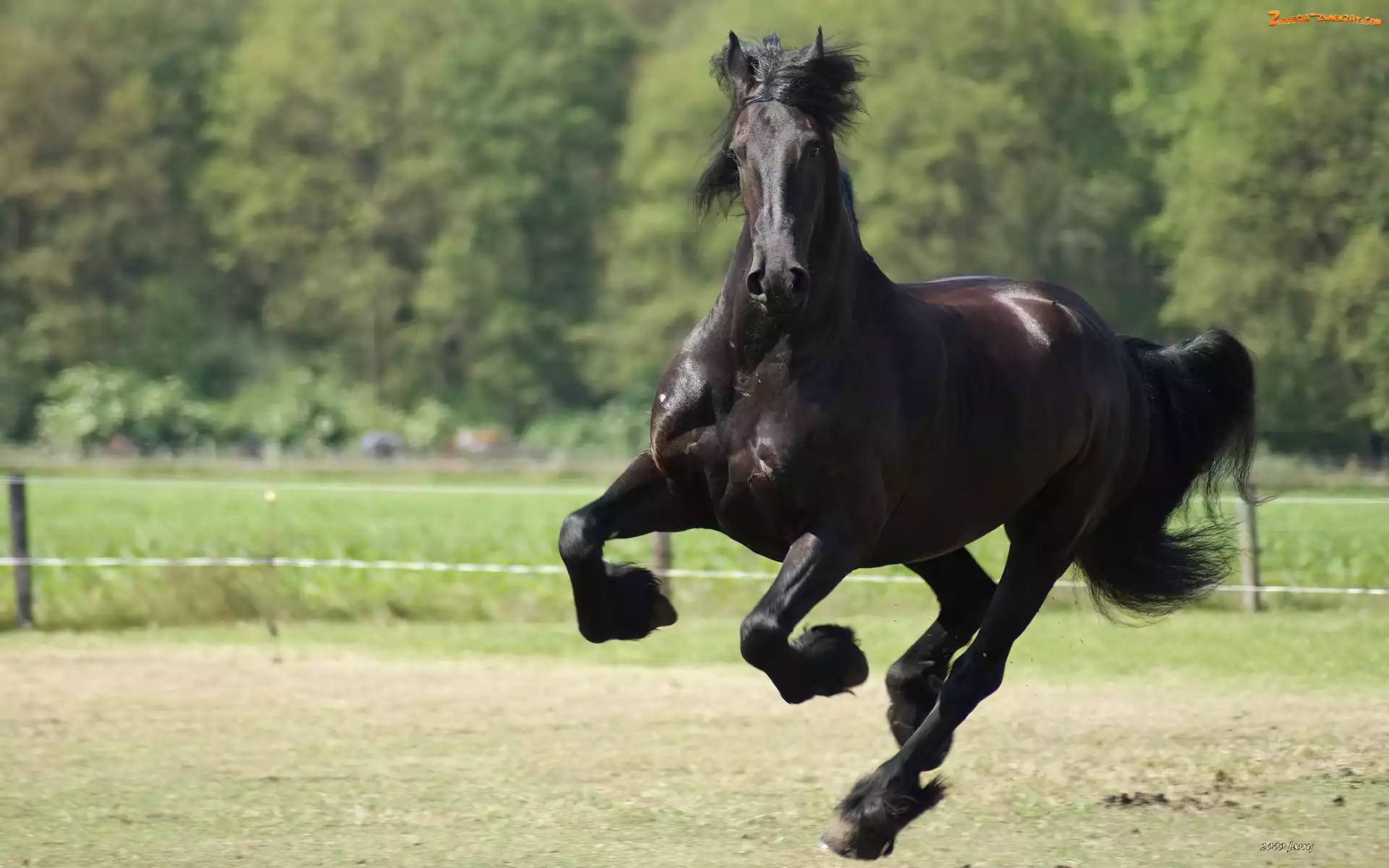 Kopyta, Koń, Galop