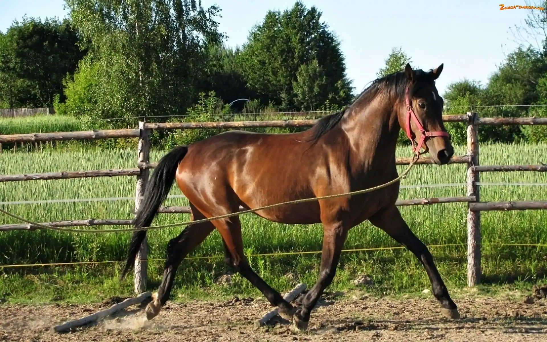 Koń, Lonża