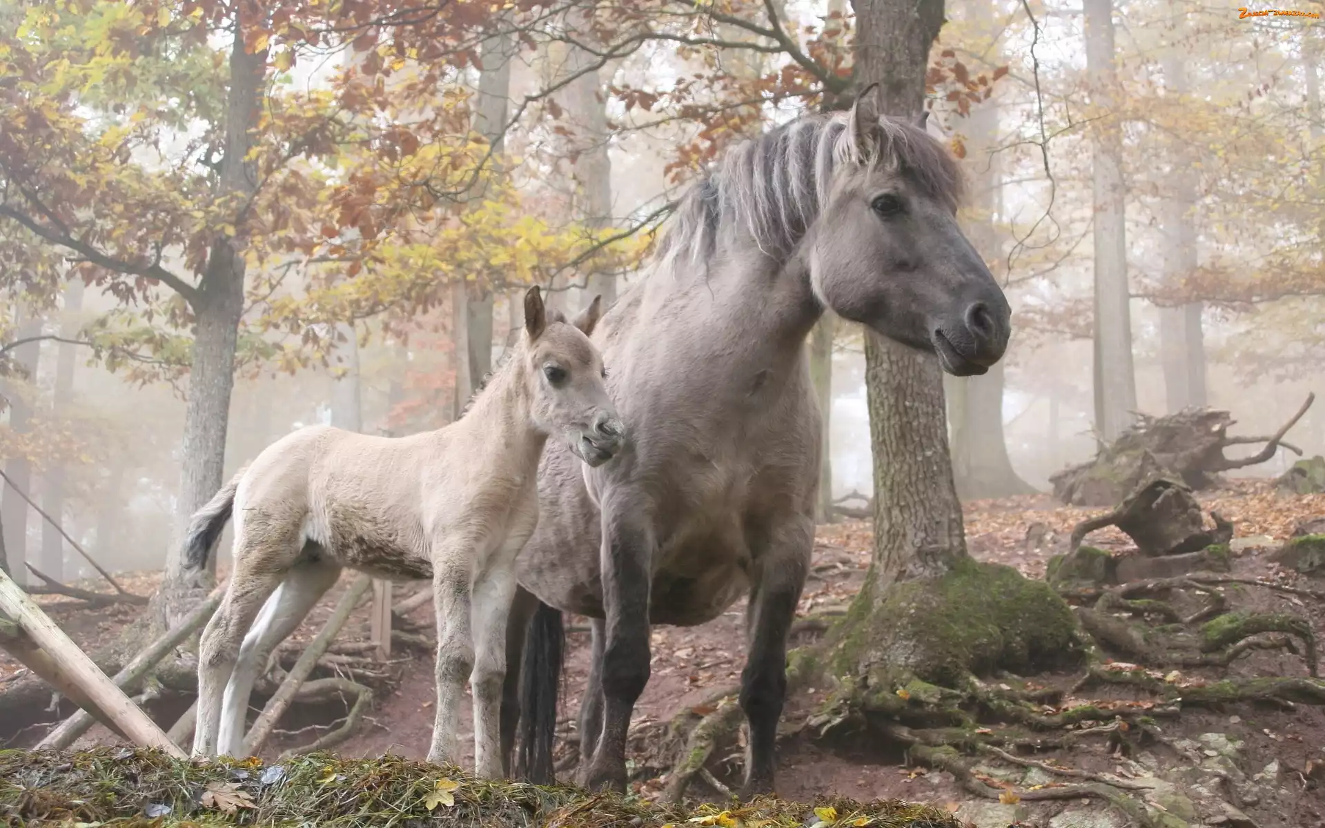 Źrebak, Mgła, Koń, Las