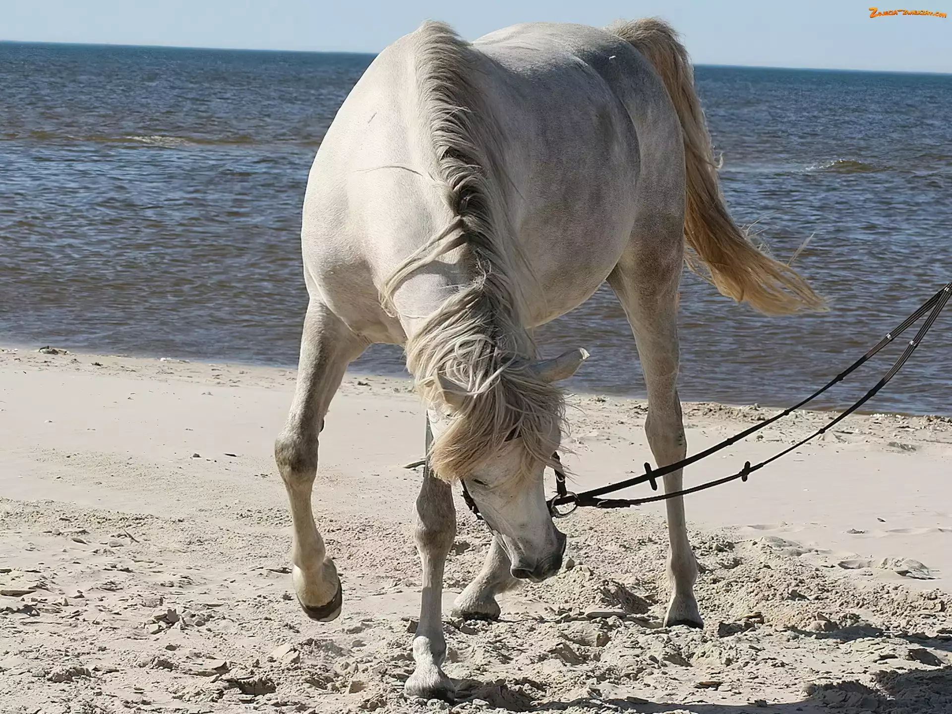 Morze, Koń, Plaża