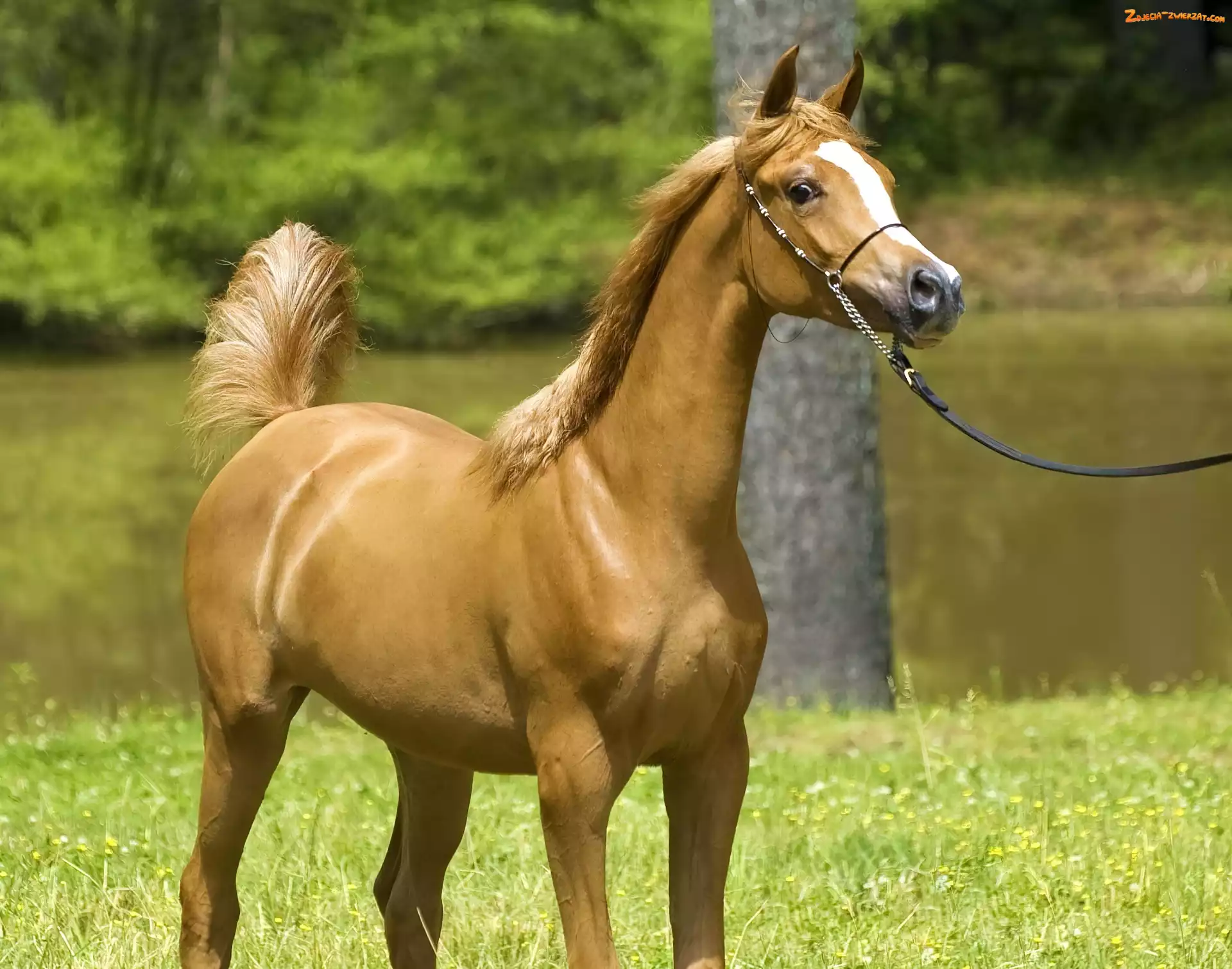 Natura, Koń, Arab
