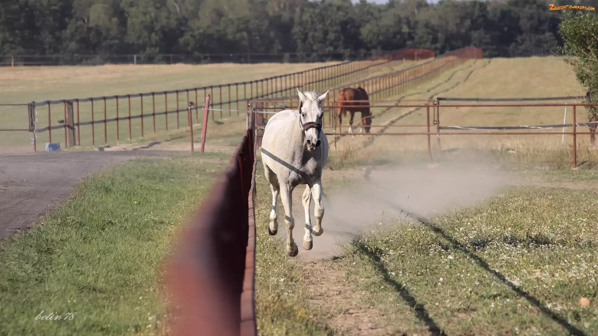 Padok, Koń, Galop