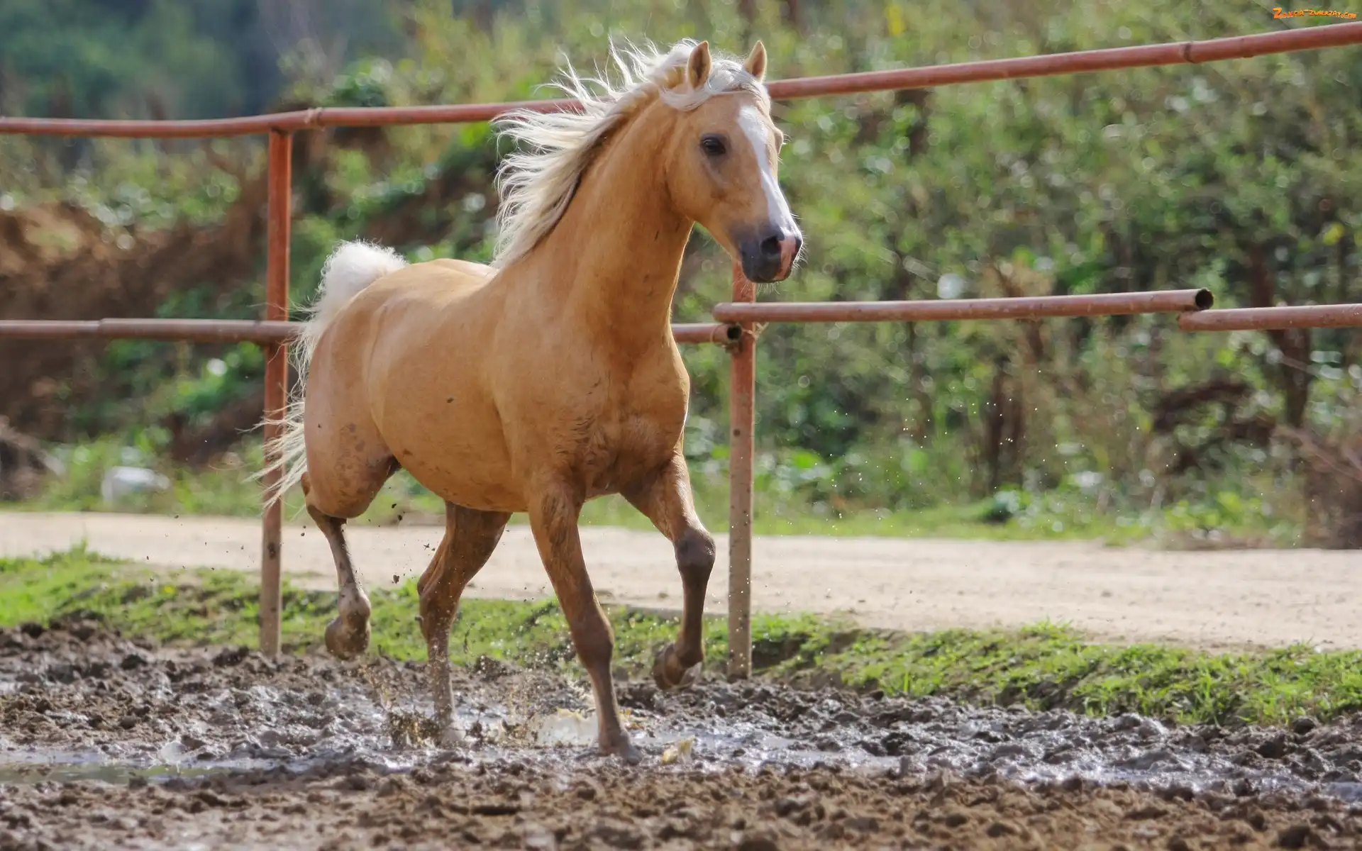 Padok, Koń, Palomino