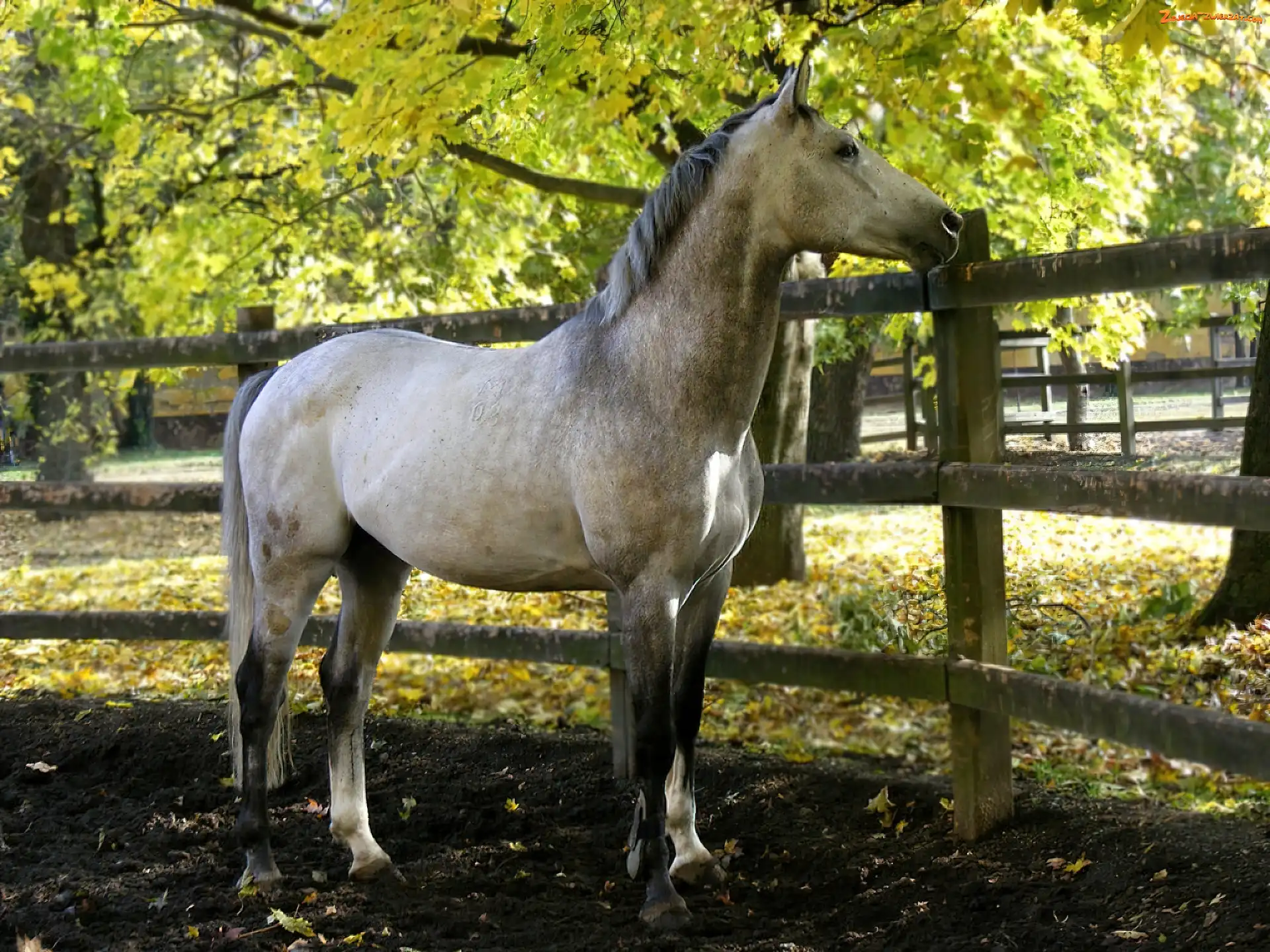 Płot, Koń, Drzewa
