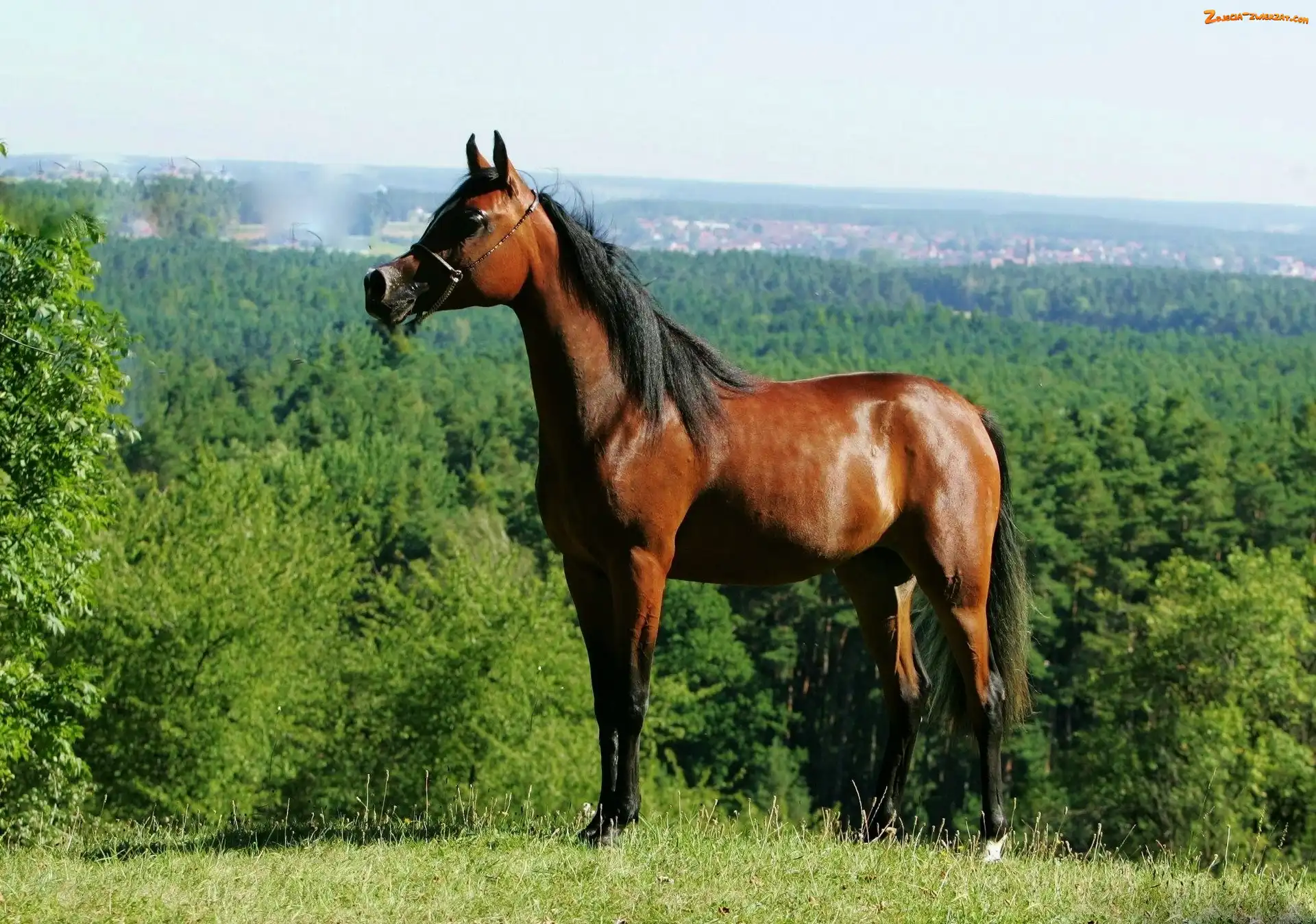 Roślinność, Koń, Arab