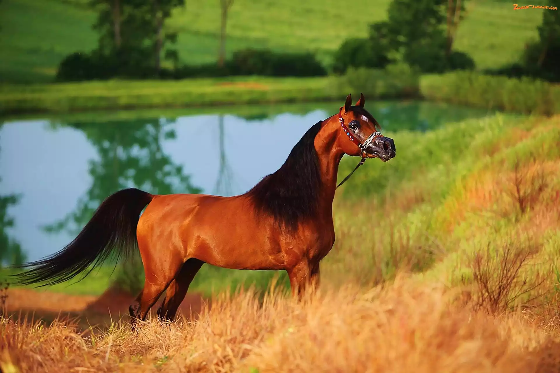 Staw, Koń, Arab